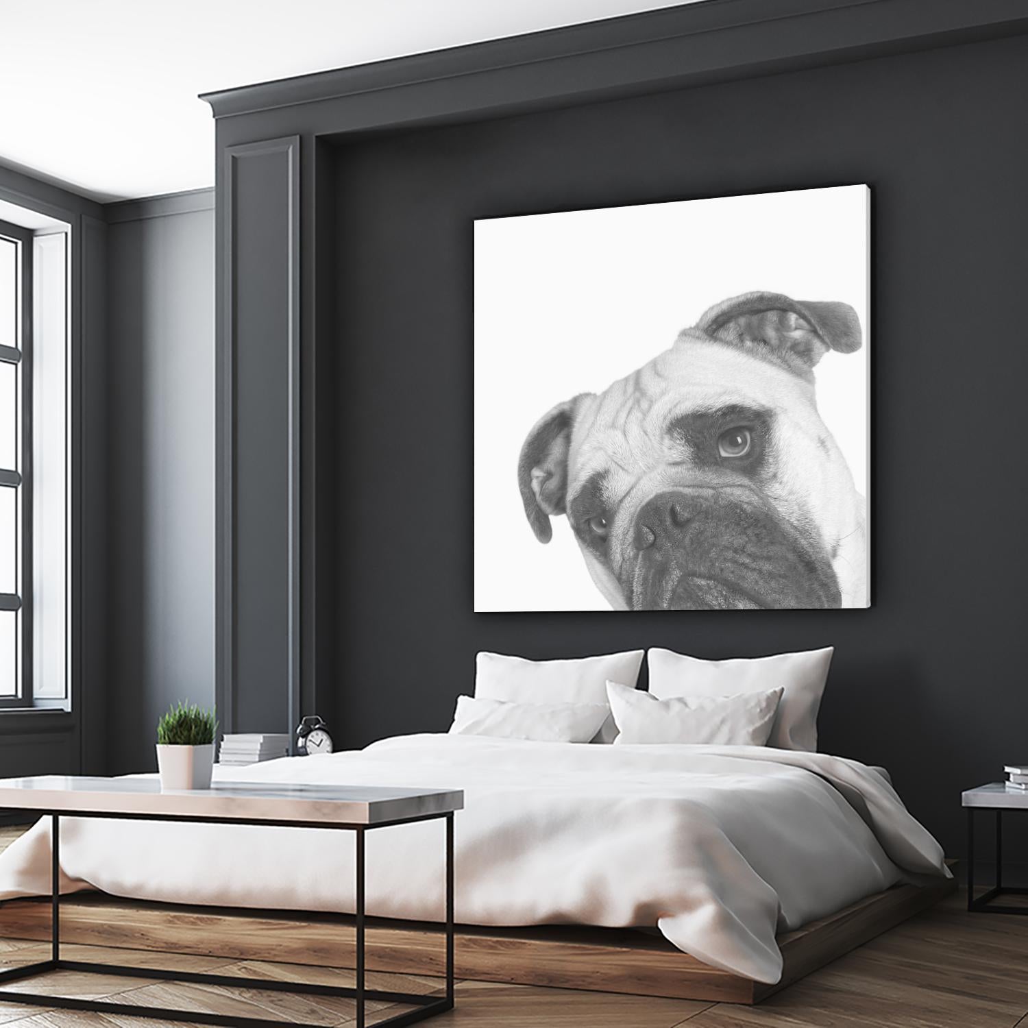 Qué Pasa? by Jon Bertelli on GIANT ART - multicolor animals; photography