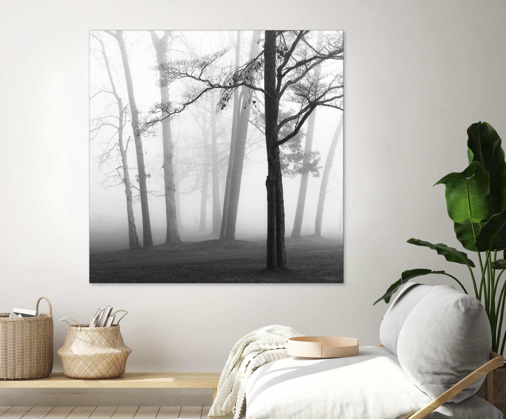 Etheral Trees by Nicholas Bell on GIANT ART - pink,orange landscapes, photography