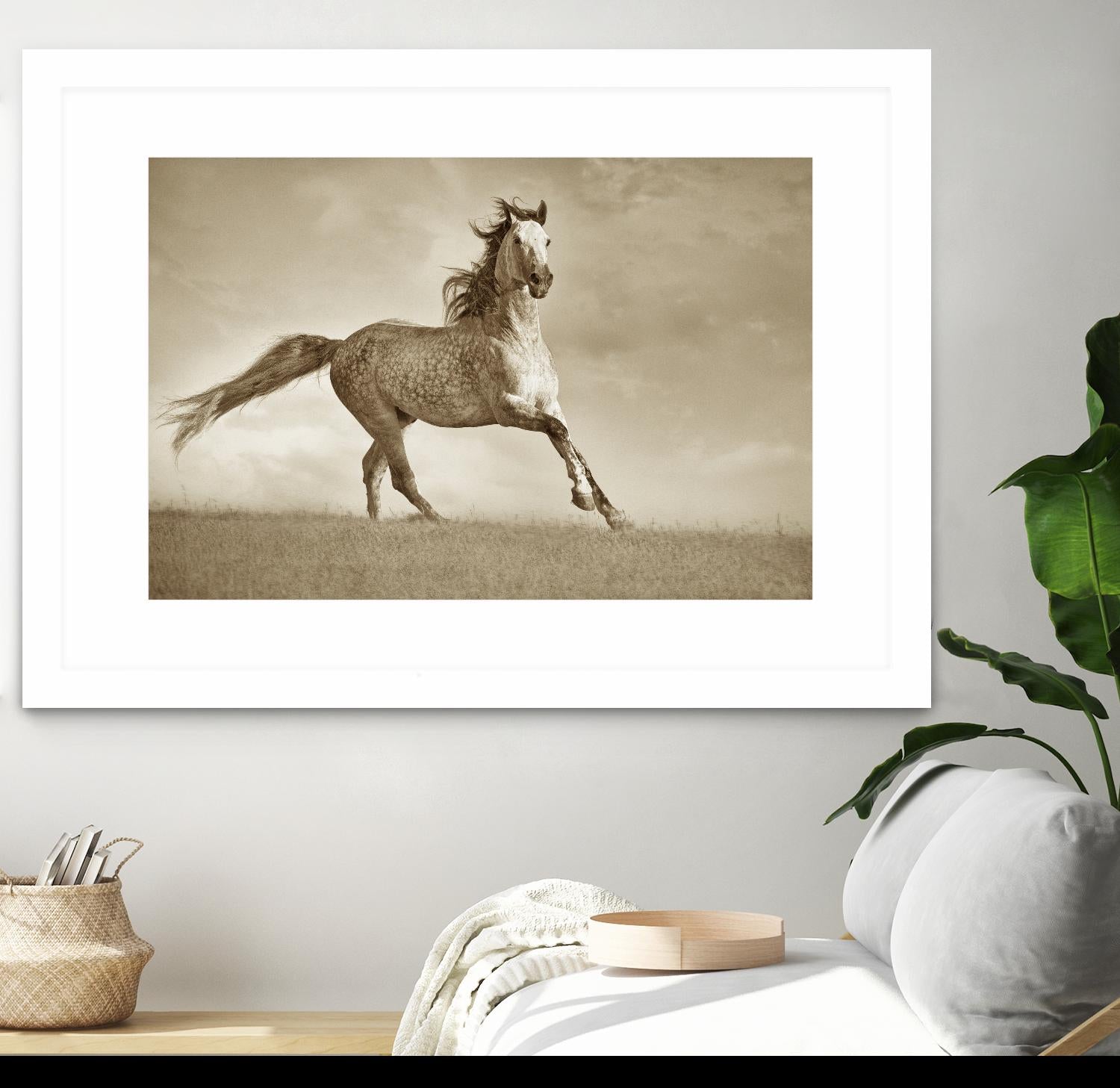 Like the Wind by Lisa Dearing on GIANT ART - multicolor photography; animals