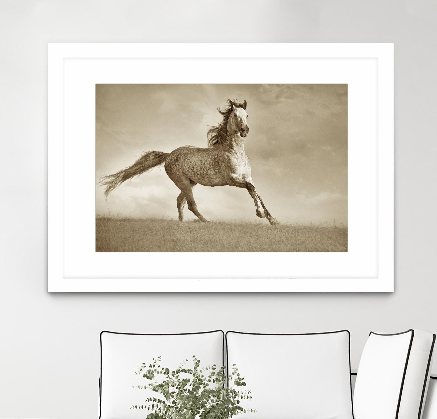 Like the Wind by Lisa Dearing on GIANT ART - multicolor photography; animals