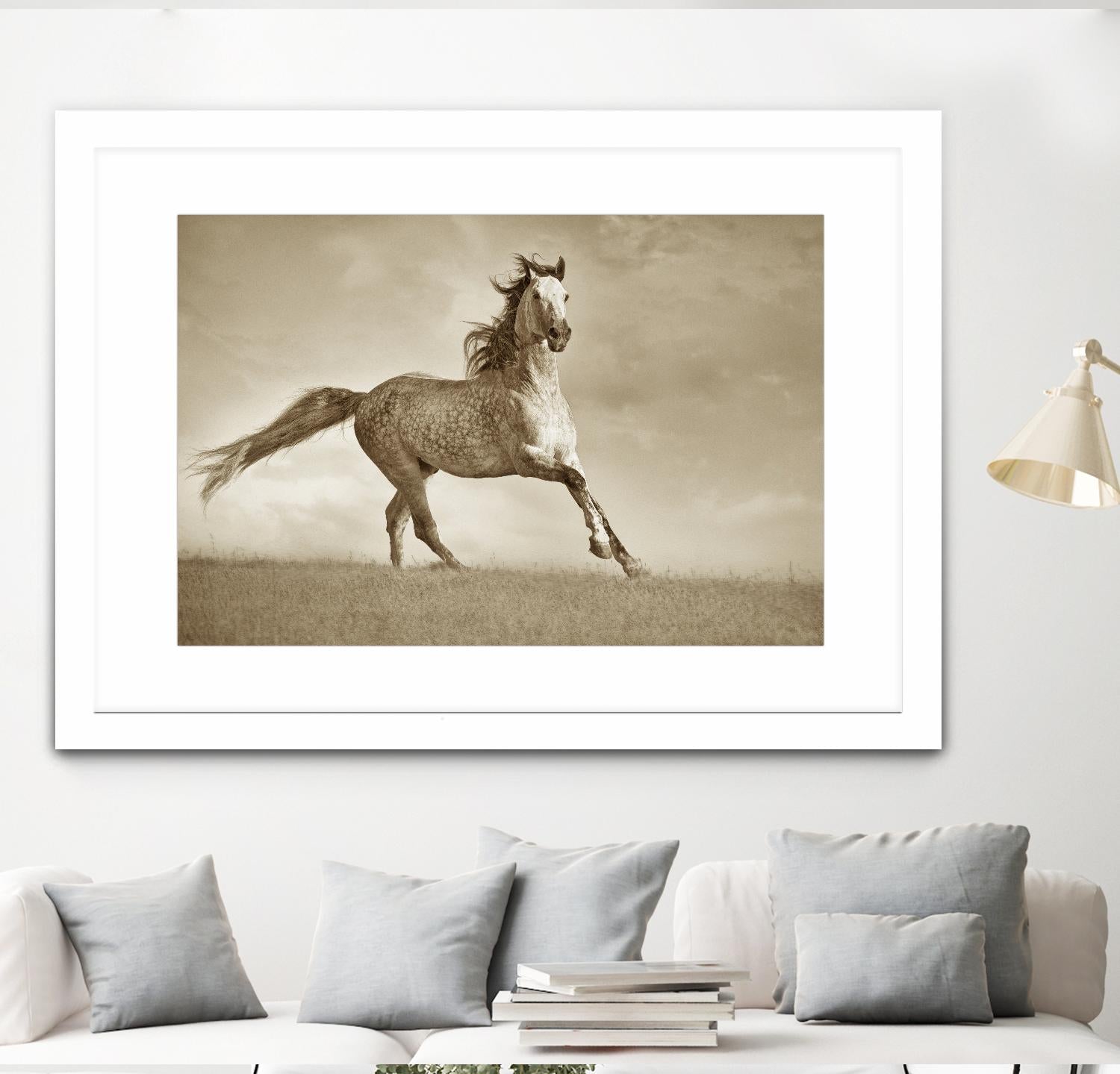 Like the Wind by Lisa Dearing on GIANT ART - multicolor photography; animals