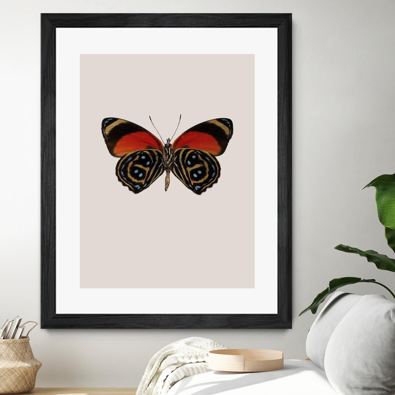 Agrias amydon by Incado on GIANT ART - multicolor animals; floral/still life