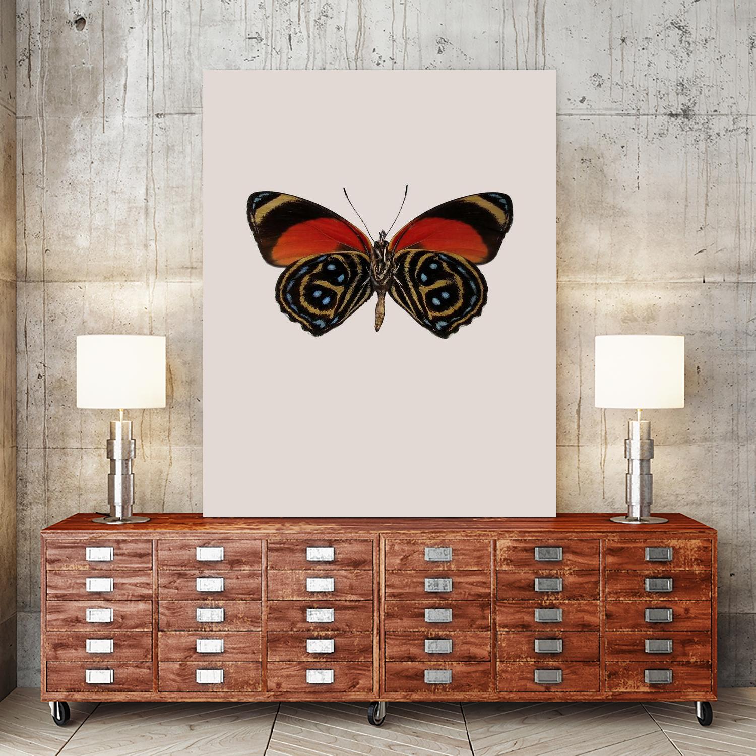 Agrias amydon by Incado on GIANT ART - multicolor animals; floral/still life