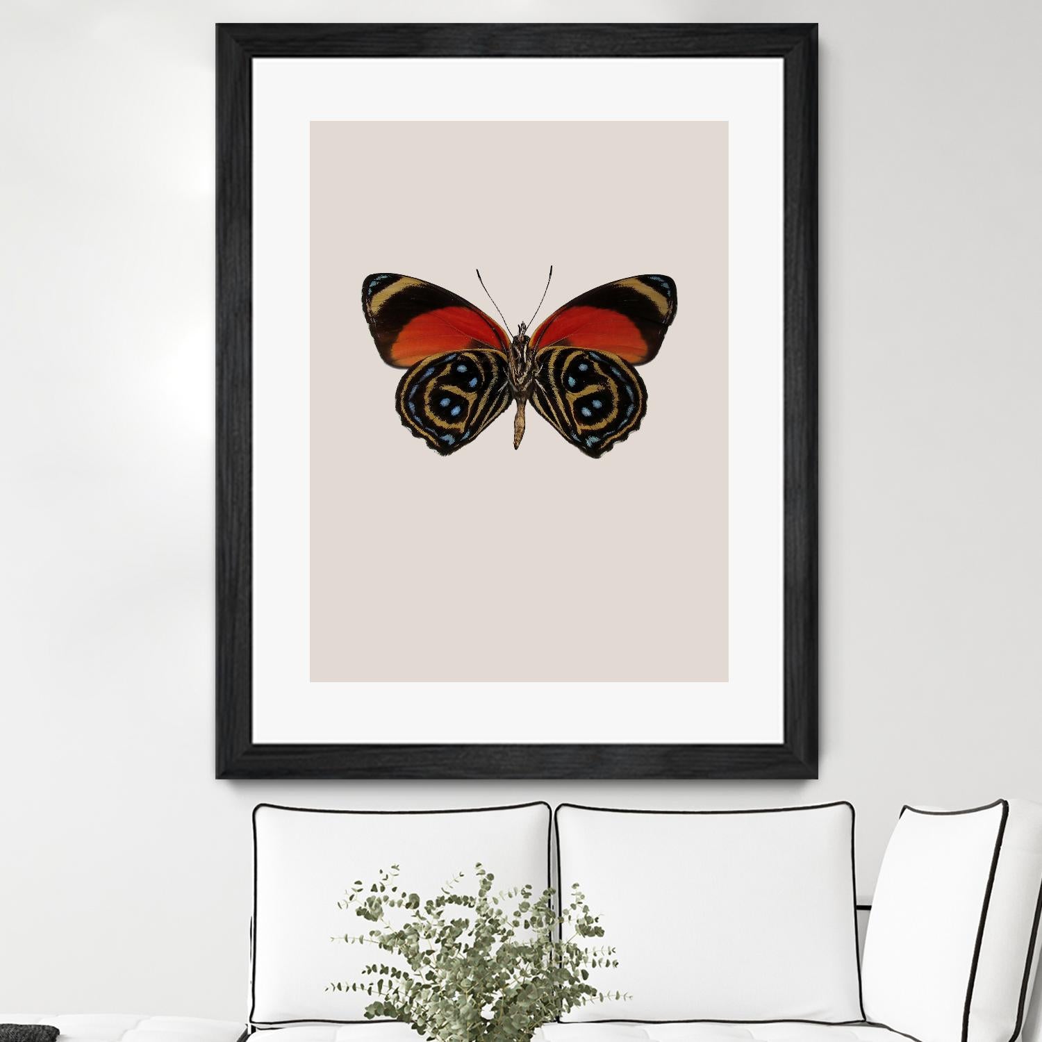 Agrias amydon by Incado on GIANT ART - multicolor animals; floral/still life