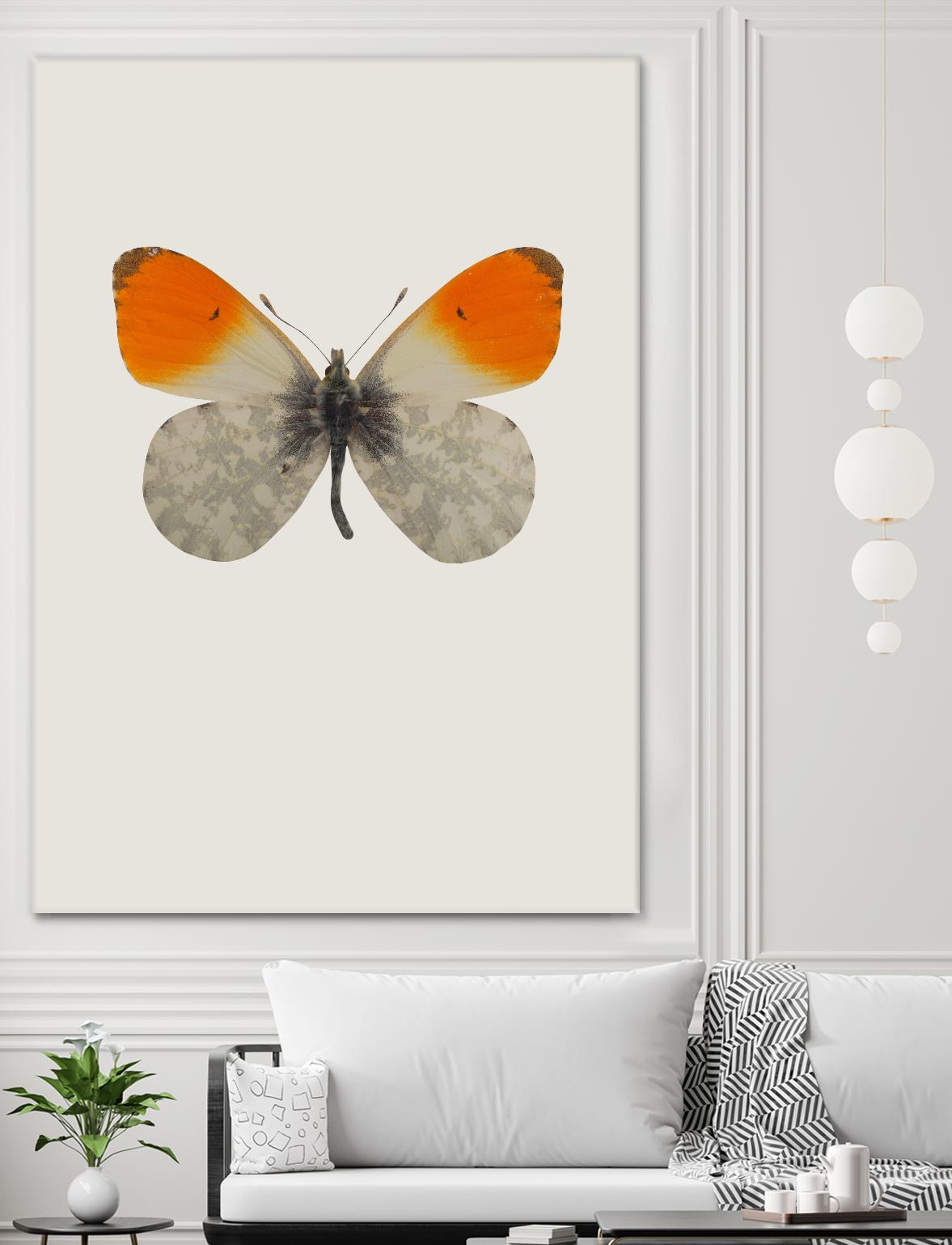 Agrias amydon by Incado on GIANT ART - multicolor animals; floral/still life