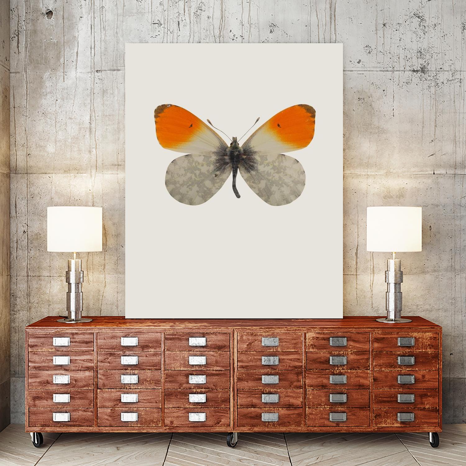 Agrias amydon by Incado on GIANT ART - multicolor animals; floral/still life