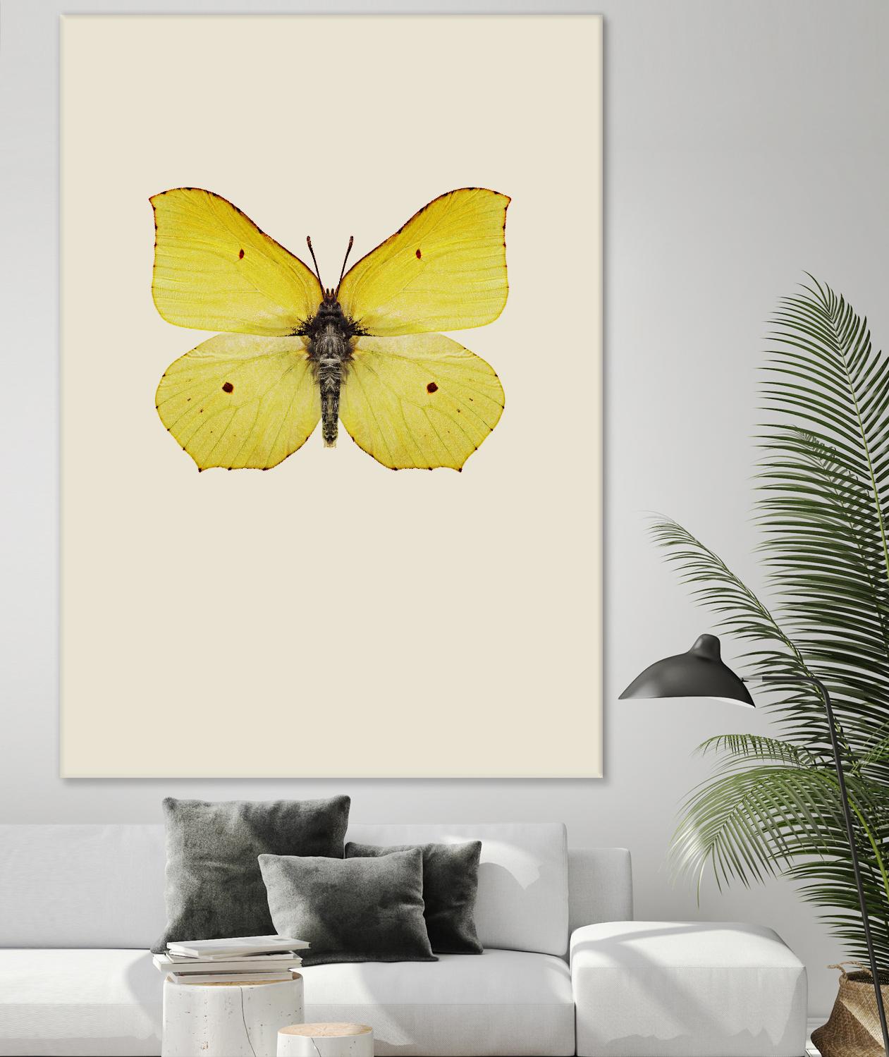 Gonepteryx rhamni by Incado on GIANT ART - multicolor animals; floral/still life