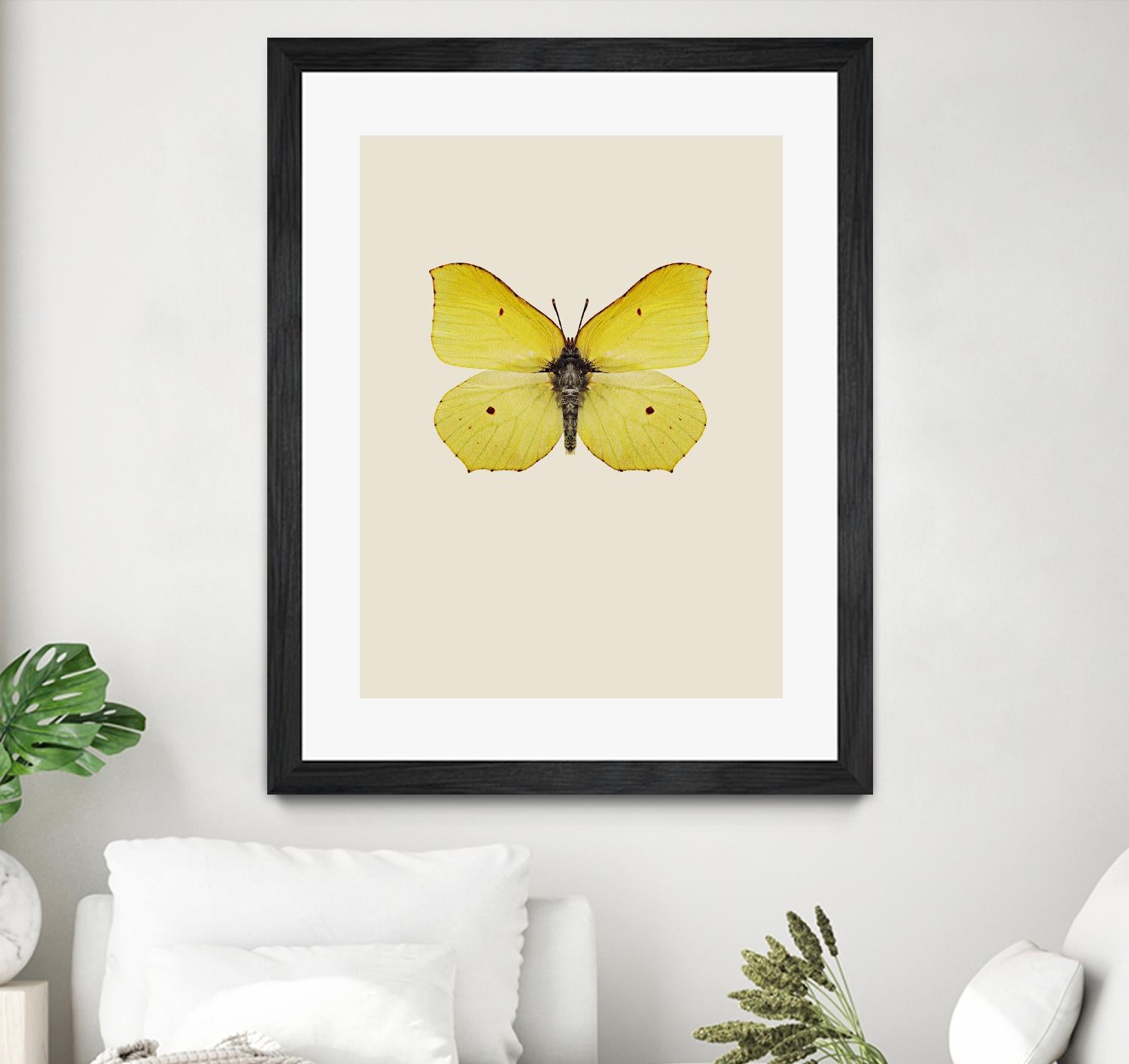 Gonepteryx rhamni by Incado on GIANT ART - multicolor animals; floral/still life