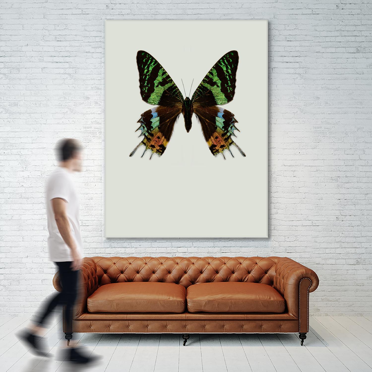 Chrysiridia rhipheus by Incado on GIANT ART - multicolor animals; floral/still life