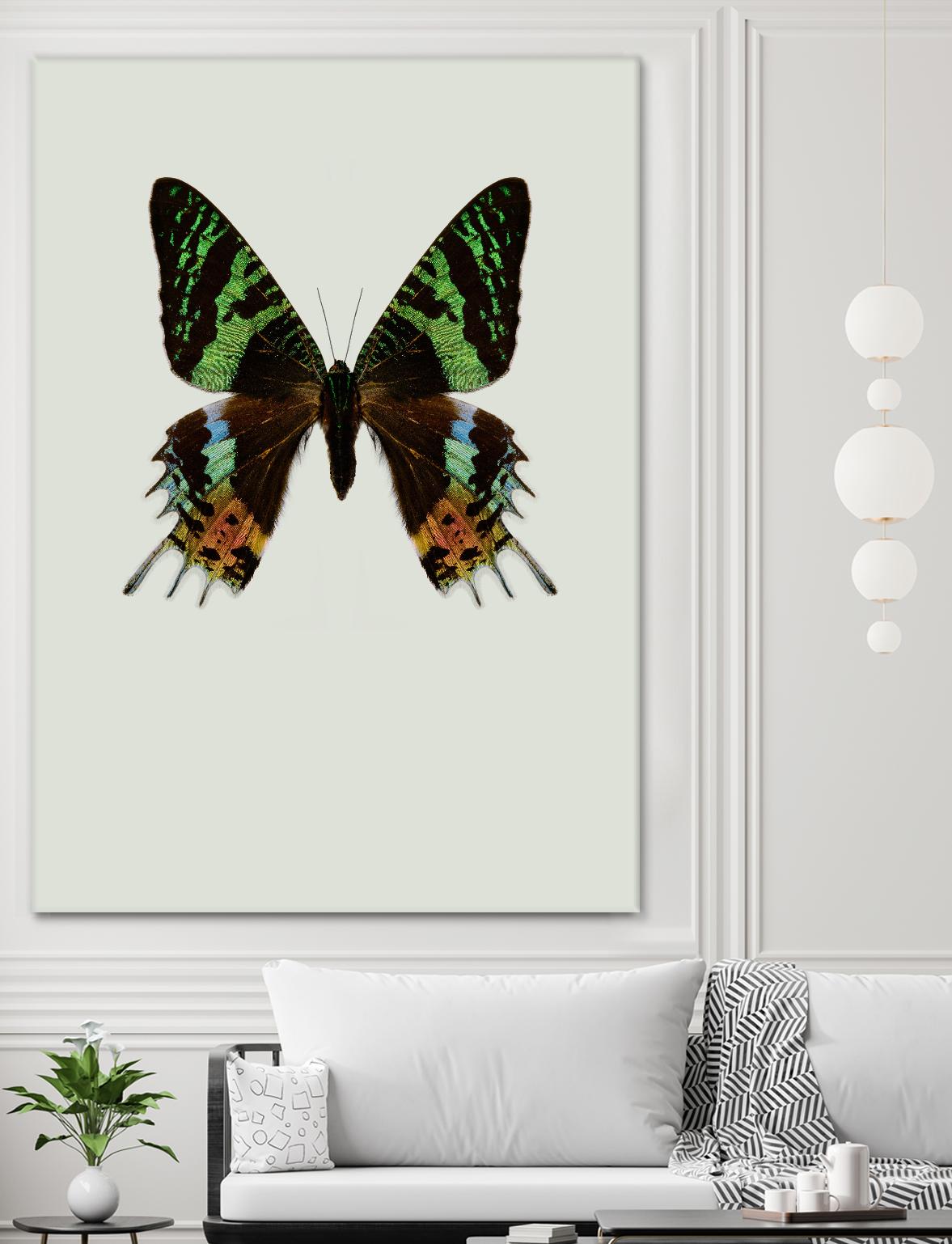 Chrysiridia rhipheus by Incado on GIANT ART - multicolor animals; floral/still life