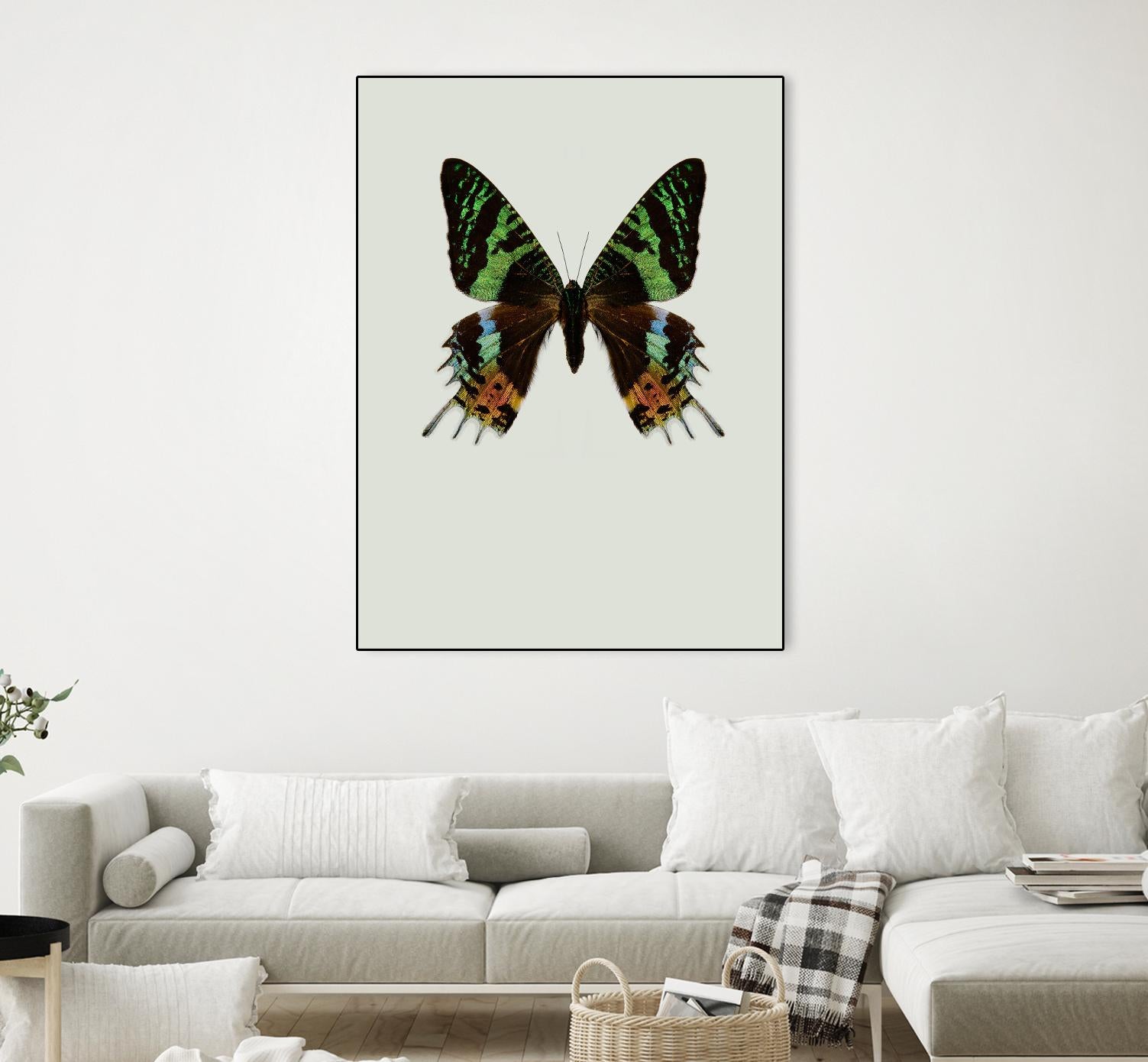 Chrysiridia rhipheus by Incado on GIANT ART - multicolor animals; floral/still life