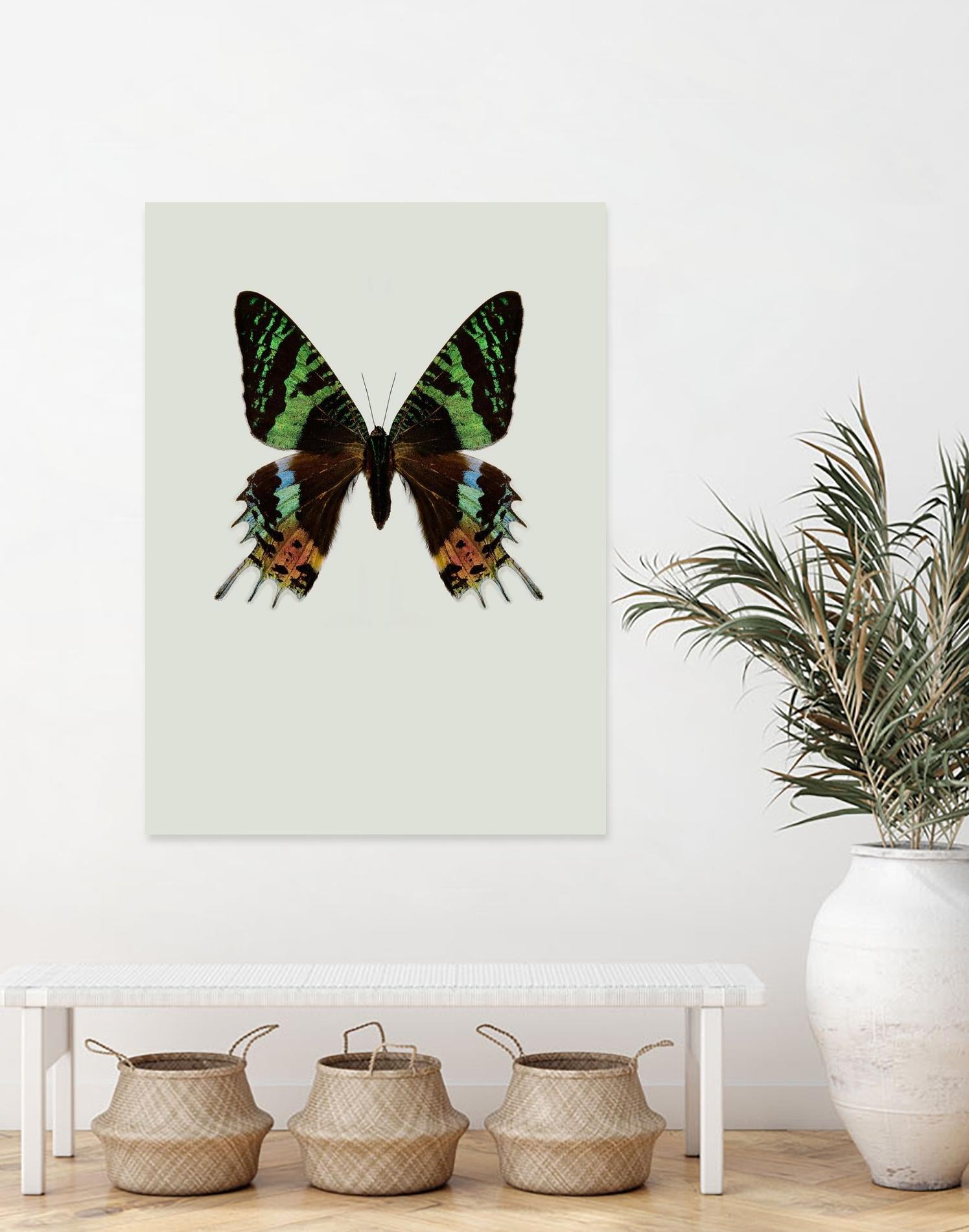 Chrysiridia rhipheus by Incado on GIANT ART - multicolor animals; floral/still life