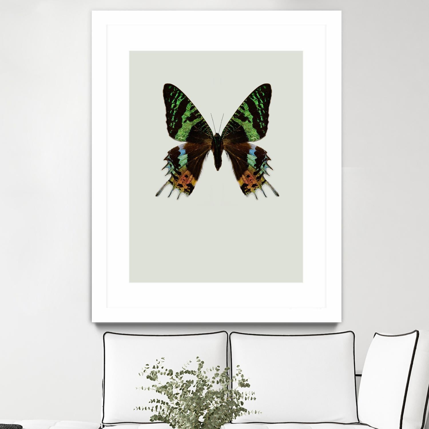 Chrysiridia rhipheus by Incado on GIANT ART - multicolor animals; floral/still life