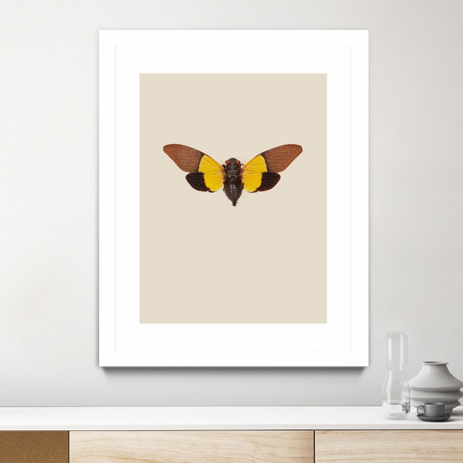 Cicada by Incado on GIANT ART - multicolor animals; floral/still life