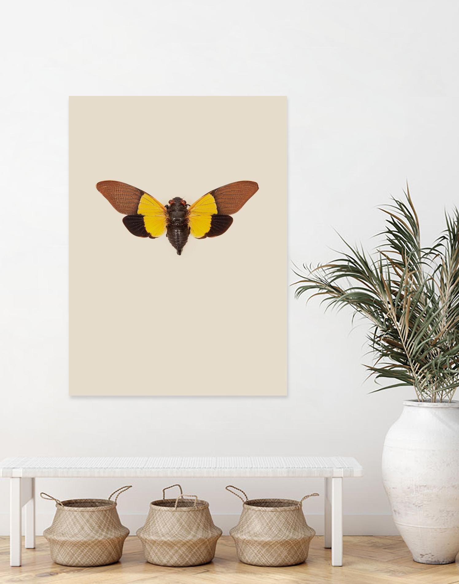 Cicada by Incado on GIANT ART - multicolor animals; floral/still life