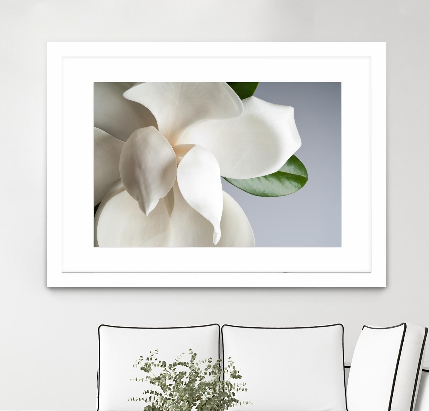Magnolia by PhotoINC Studio on GIANT ART - multicolor photography; floral/still life