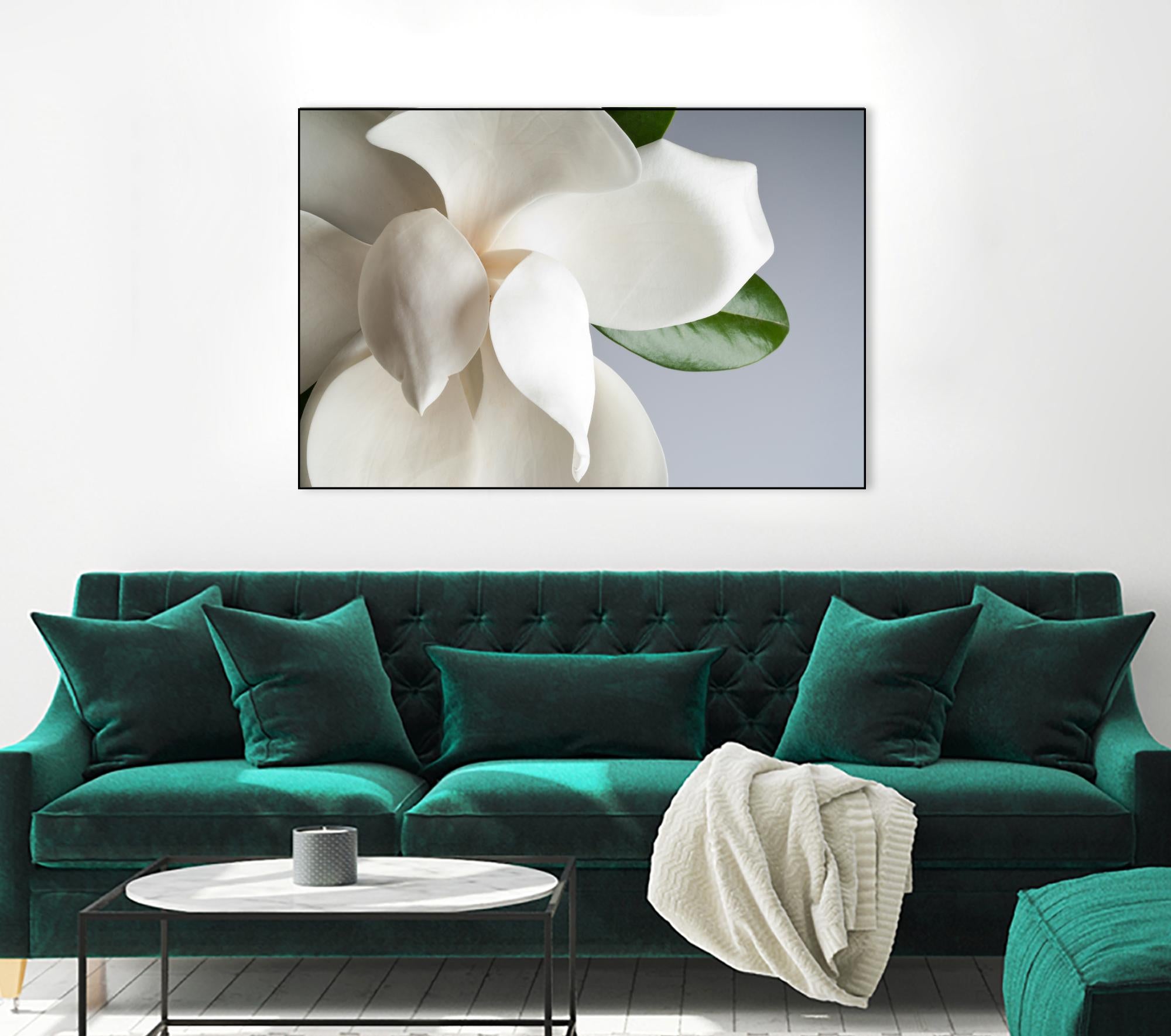 Magnolia by PhotoINC Studio on GIANT ART - multicolor photography; floral/still life