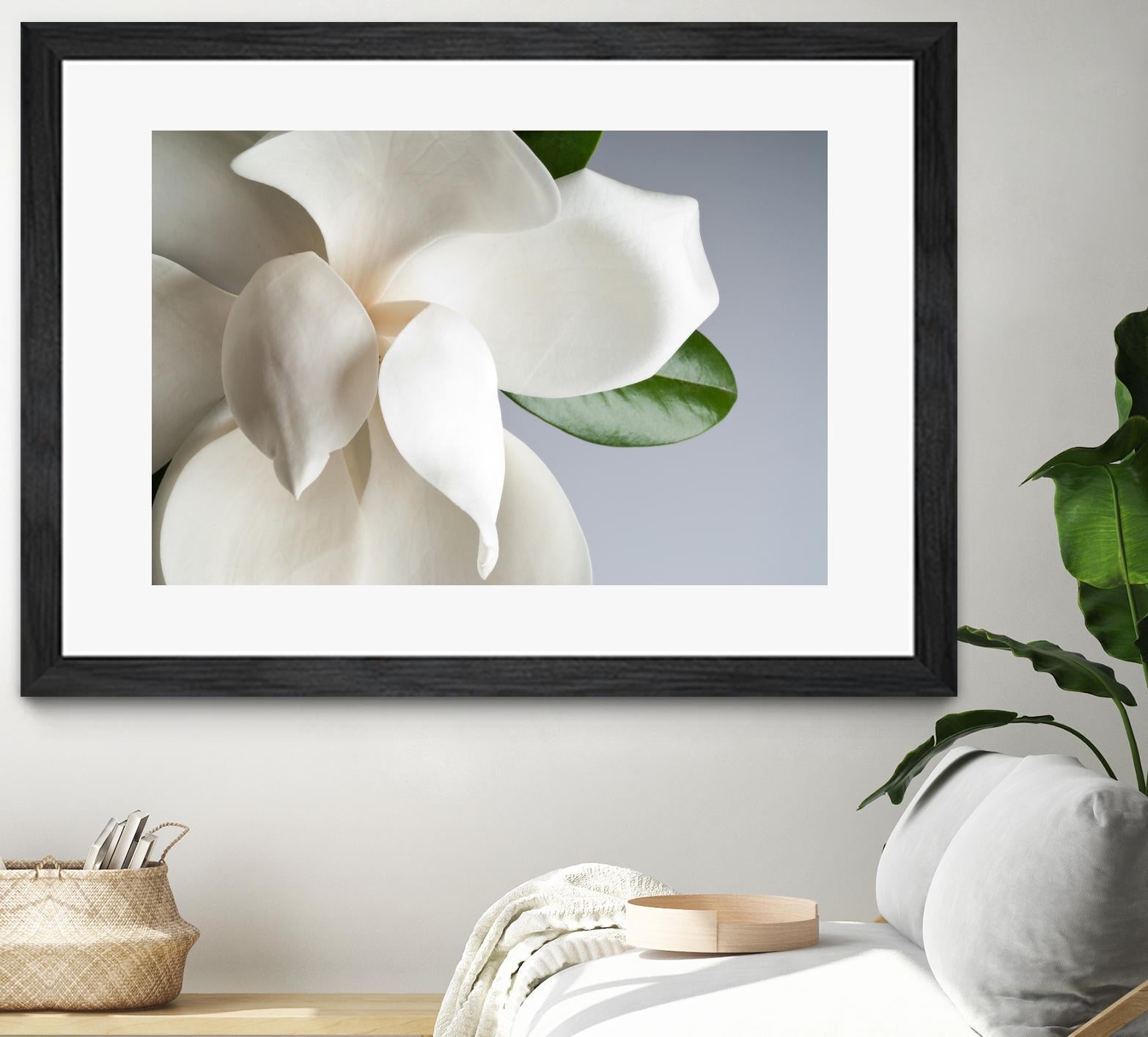 Magnolia by PhotoINC Studio on GIANT ART - multicolor photography; floral/still life