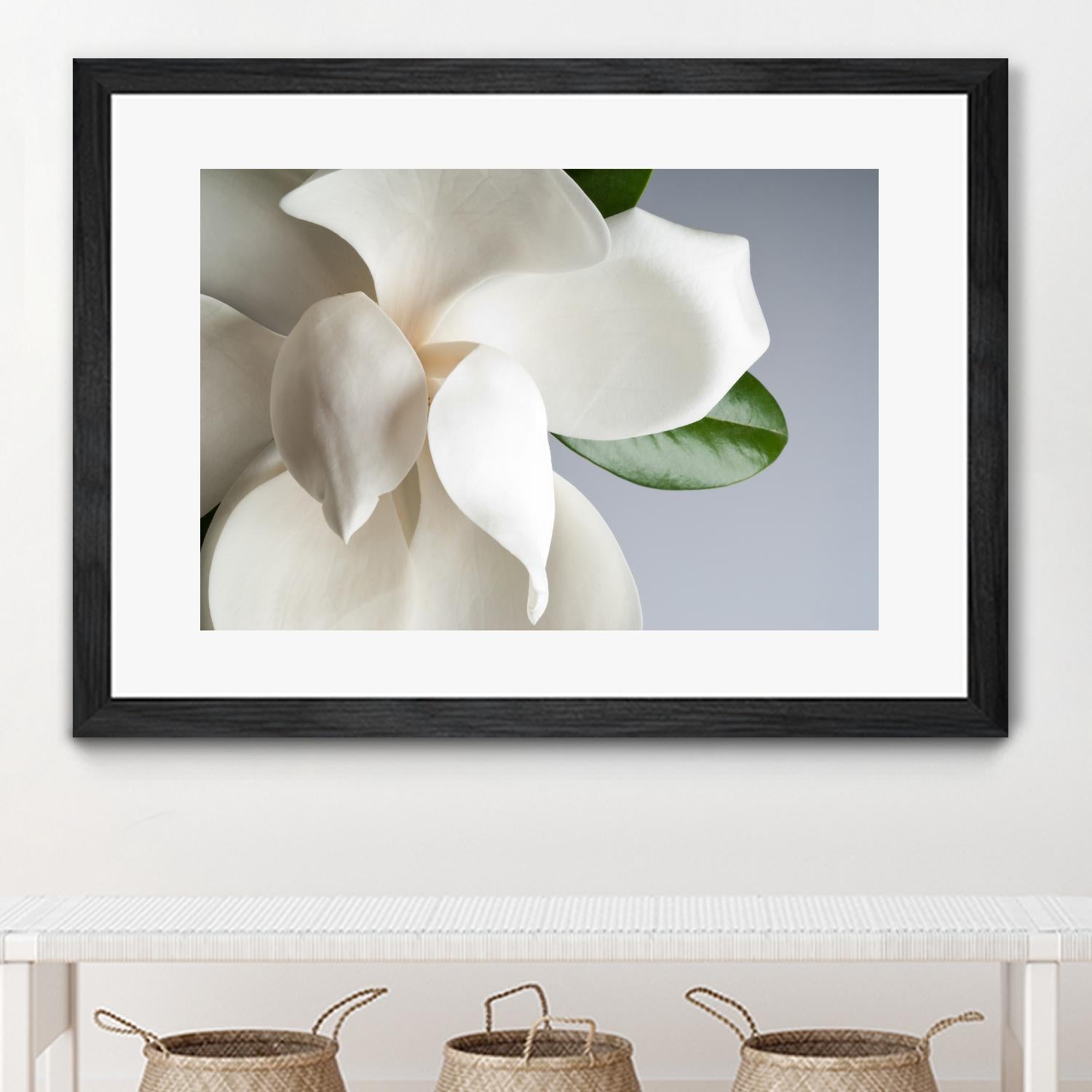 Magnolia by PhotoINC Studio on GIANT ART - multicolor photography; floral/still life