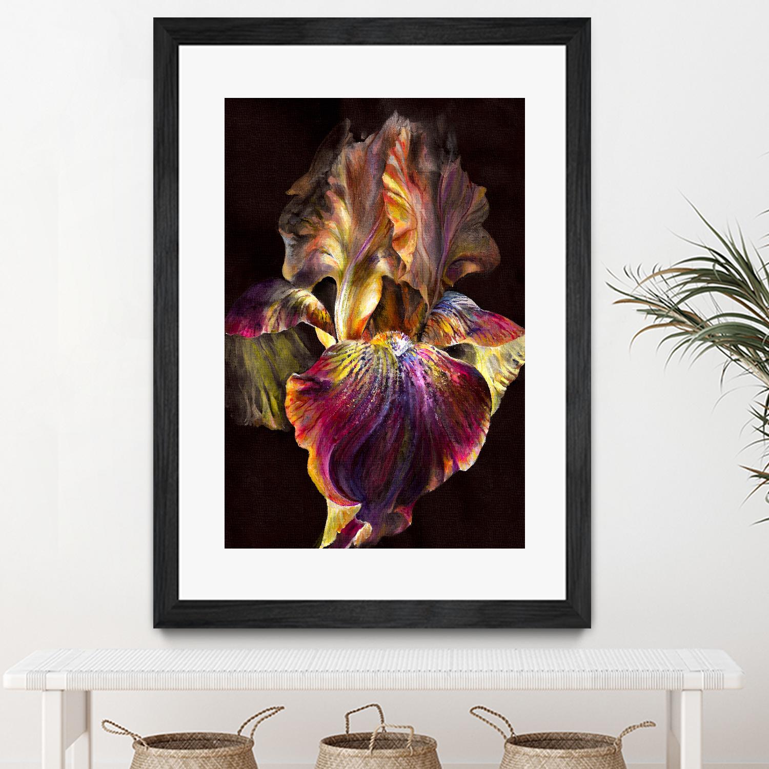 Iris by PhotoINC Studio on GIANT ART - multicolor photography; floral/still life