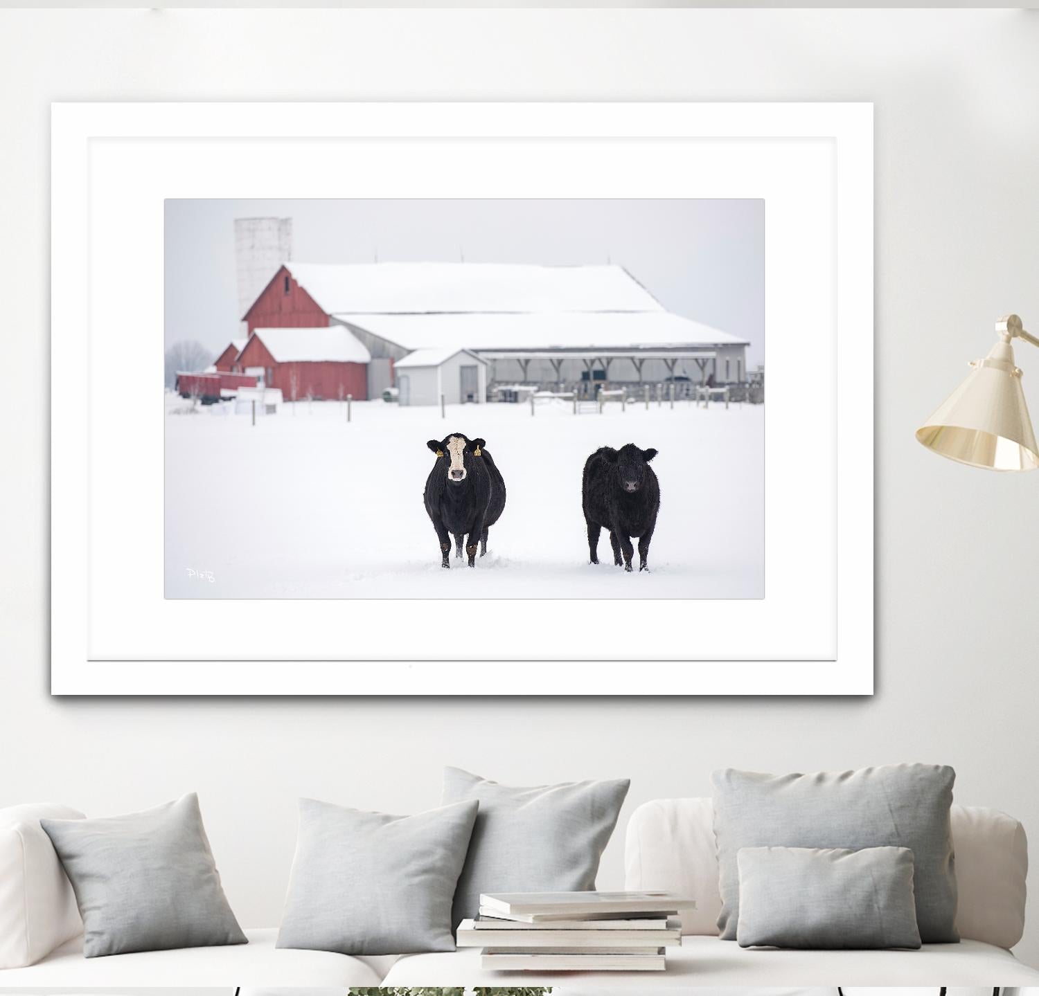 Cookies and Cream by Matthew Platz on GIANT ART - multicolor photography; animals