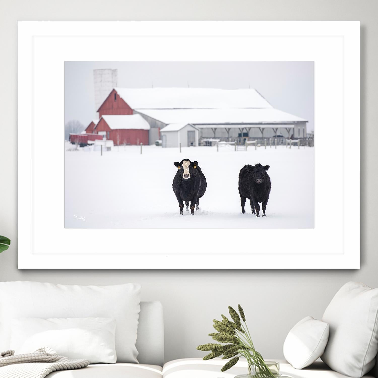 Cookies and Cream by Matthew Platz on GIANT ART - multicolor photography; animals