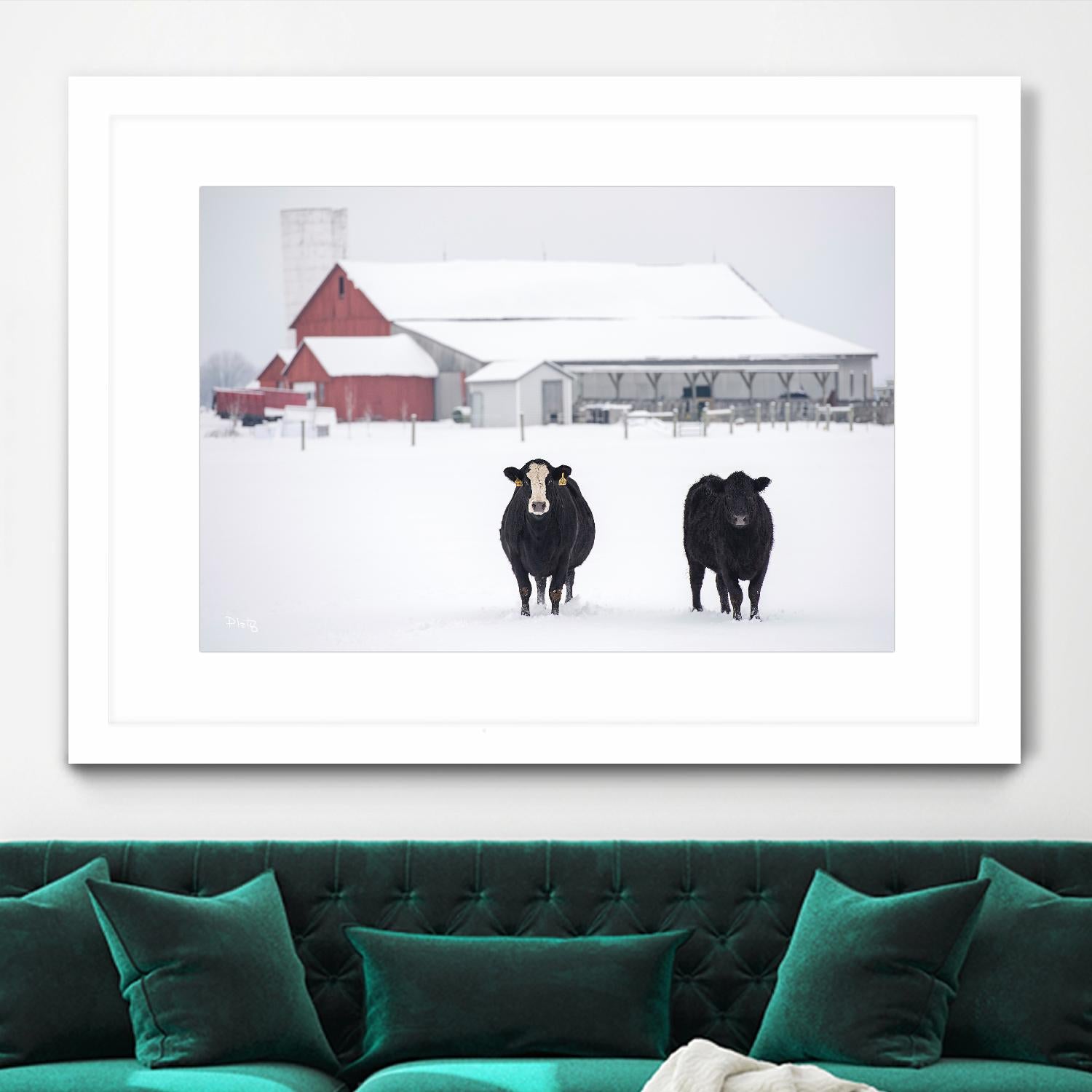 Cookies and Cream by Matthew Platz on GIANT ART - multicolor photography; animals