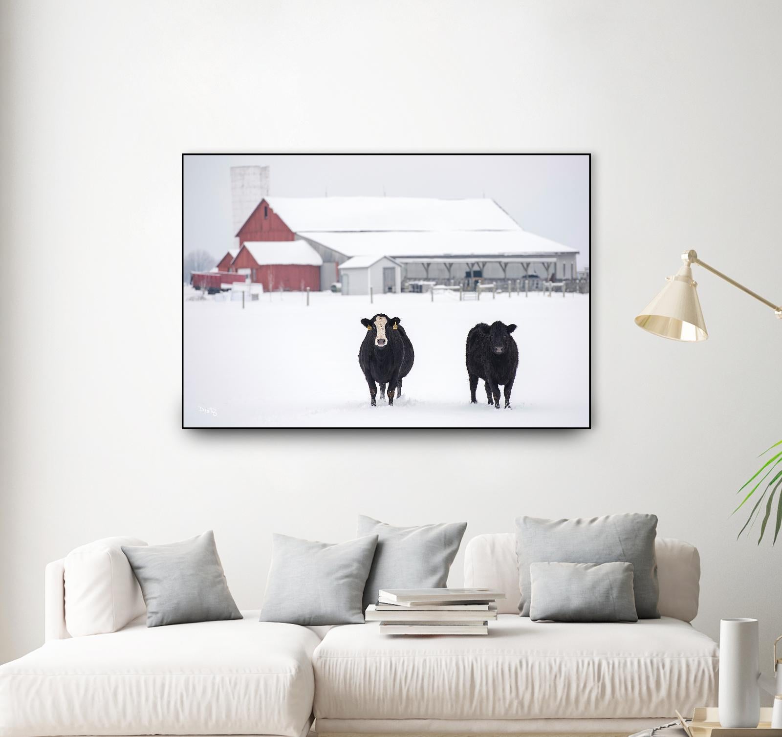 Cookies and Cream by Matthew Platz on GIANT ART - multicolor photography; animals