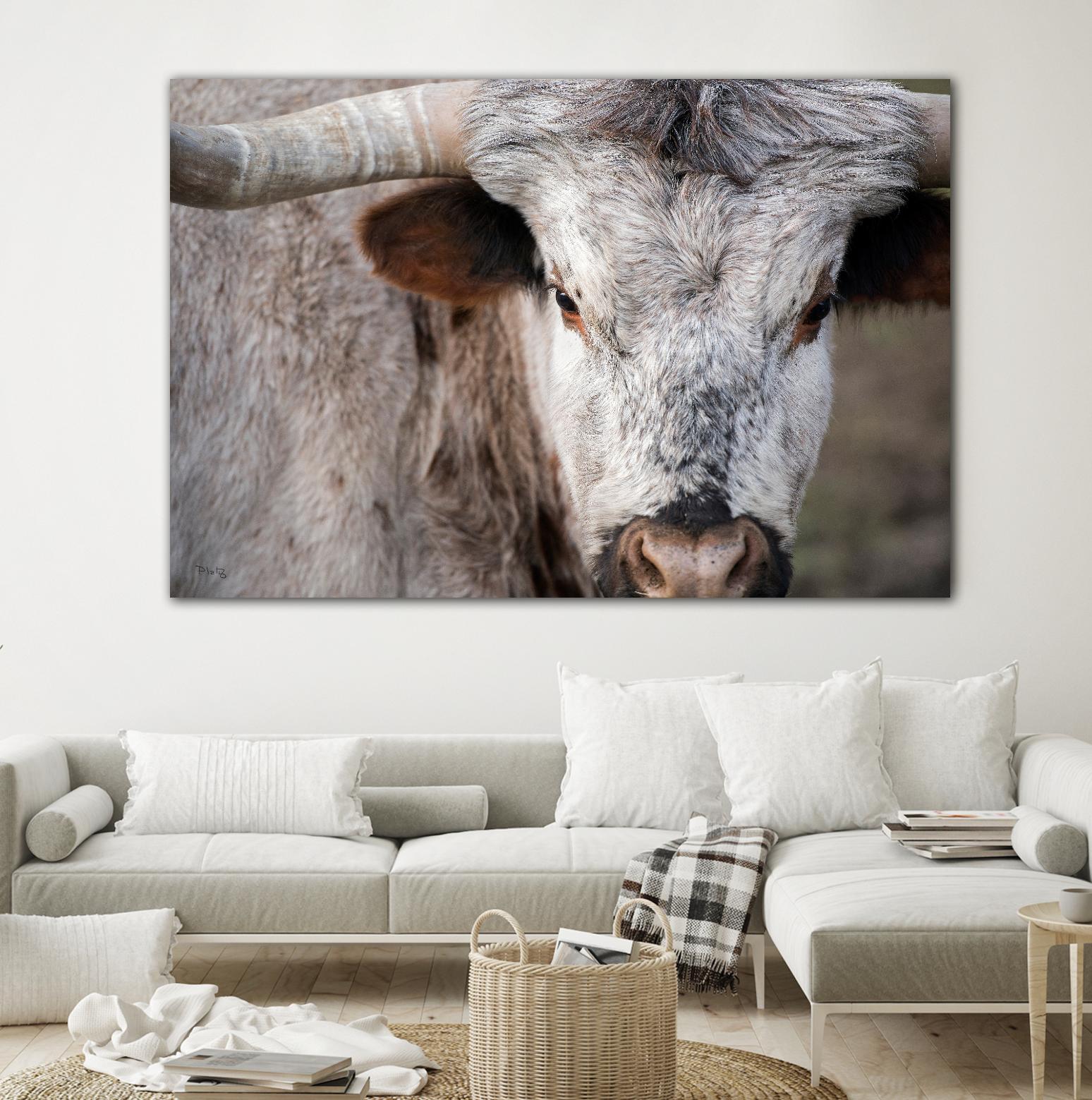 Showdown by Matthew Platz on GIANT ART - multicolor animals; photography