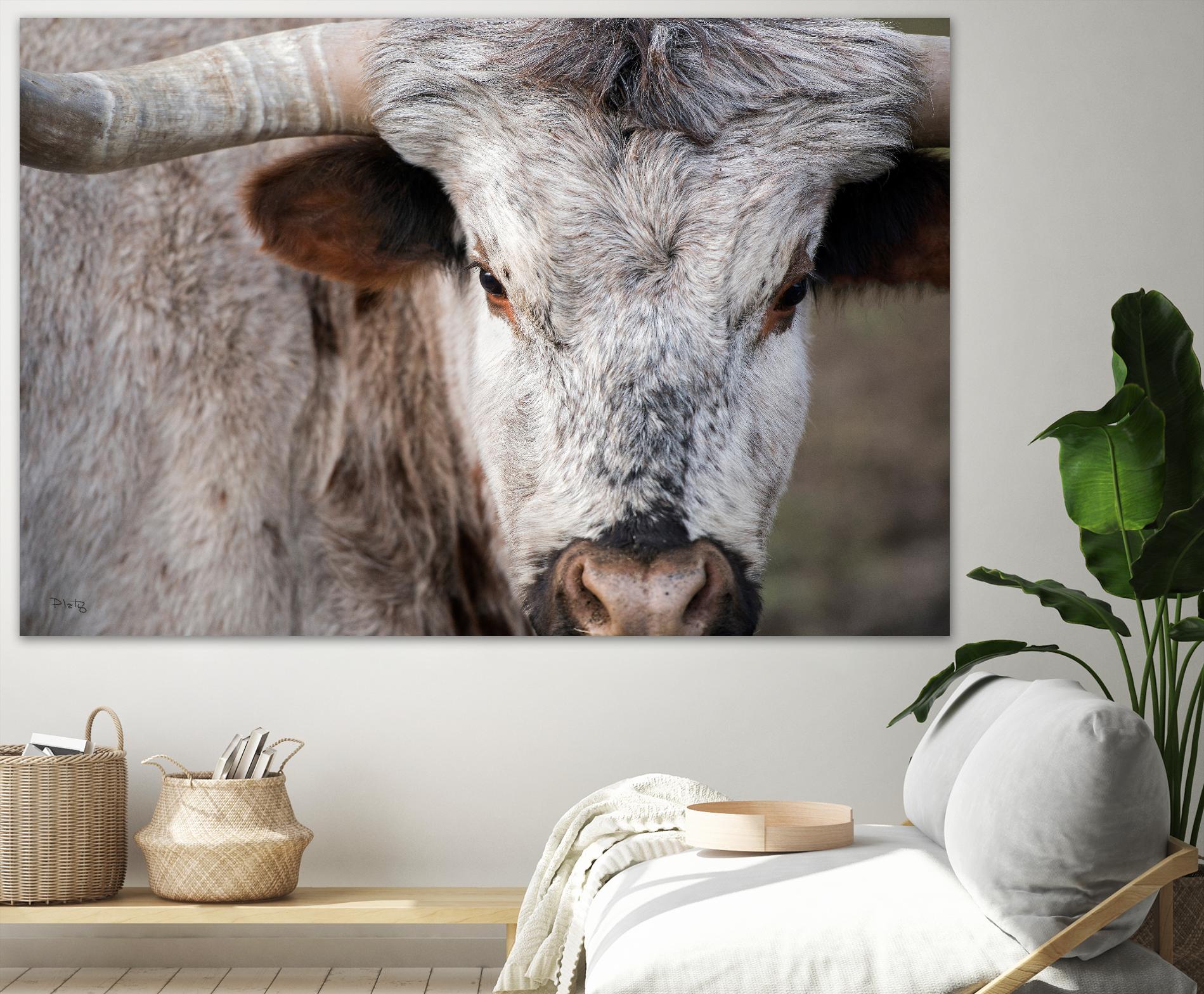 Showdown by Matthew Platz on GIANT ART - multicolor animals; photography