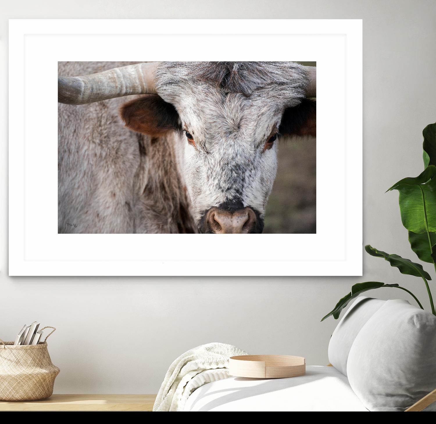 Showdown by Matthew Platz on GIANT ART - multicolor animals; photography