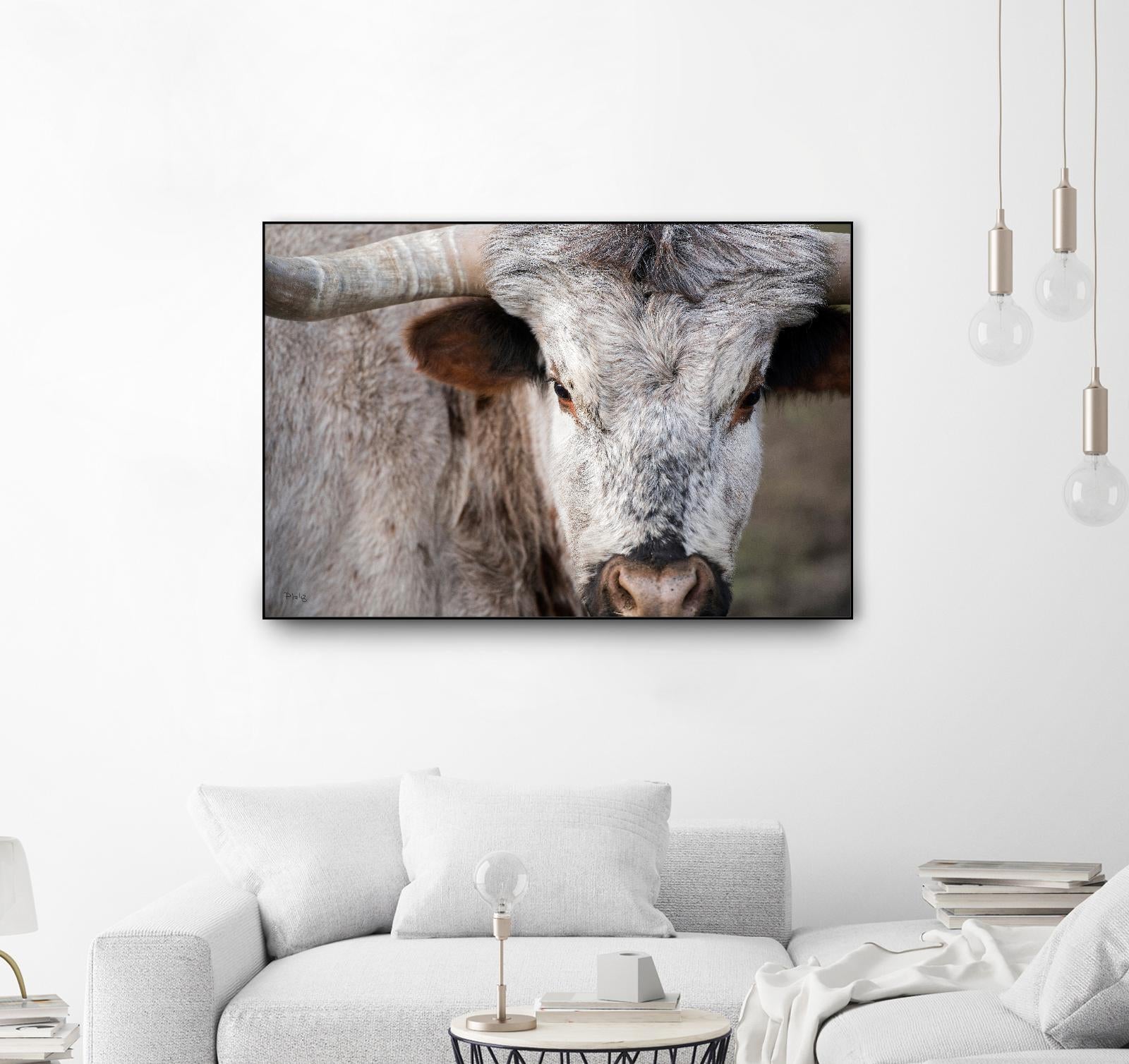 Showdown by Matthew Platz on GIANT ART - multicolor animals; photography