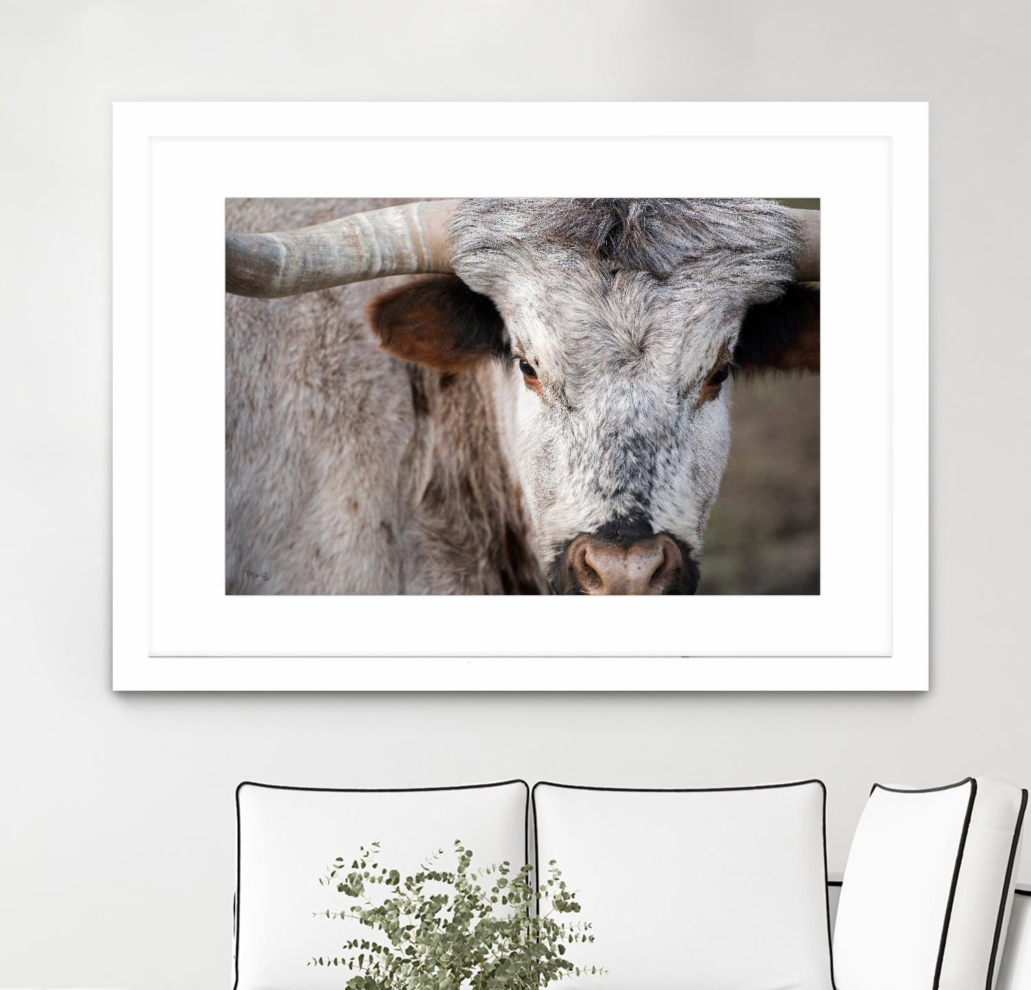 Showdown by Matthew Platz on GIANT ART - multicolor animals; photography