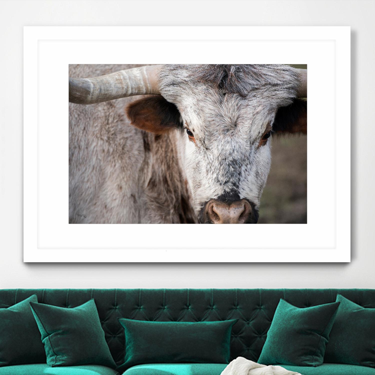 Showdown by Matthew Platz on GIANT ART - multicolor animals; photography