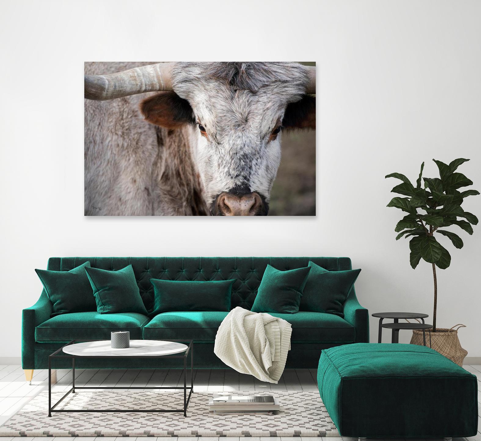 Showdown by Matthew Platz on GIANT ART - multicolor animals; photography