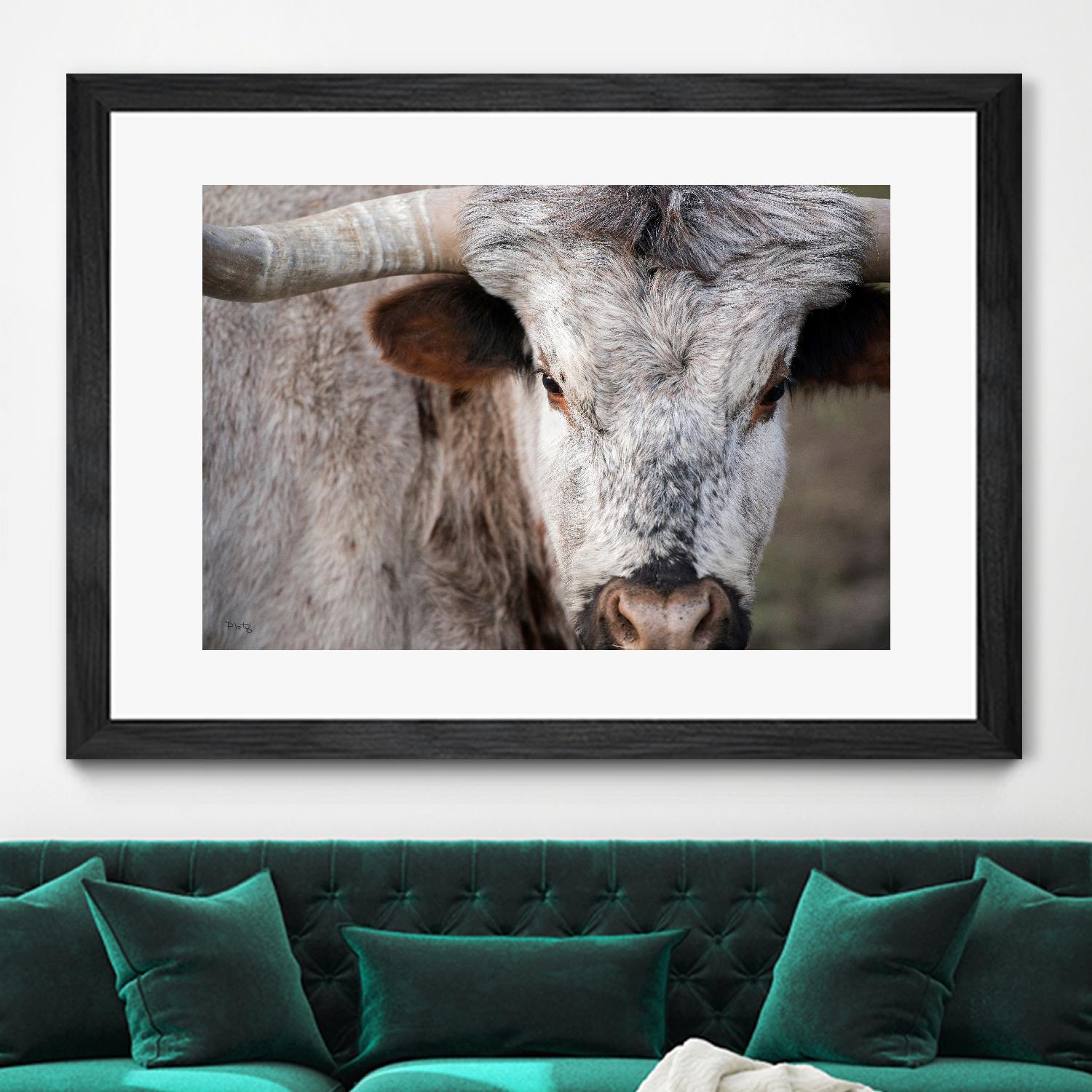 Showdown by Matthew Platz on GIANT ART - multicolor animals; photography