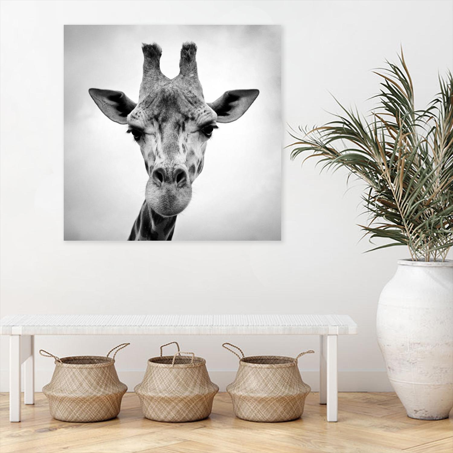 Giraffe by PhotoINC Studio on GIANT ART - white animals