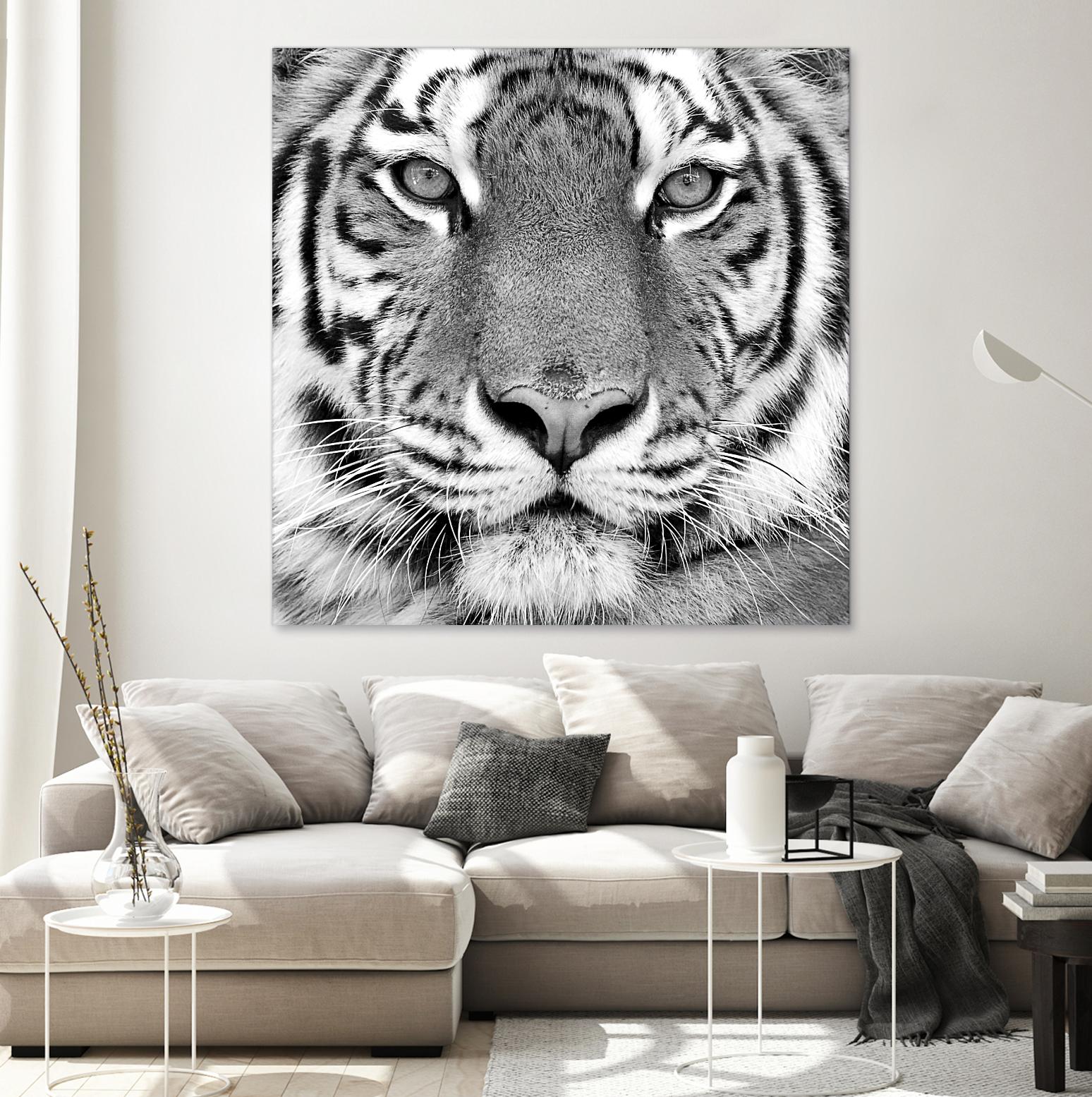 Tiger by PhotoINC Studio on GIANT ART - white animals