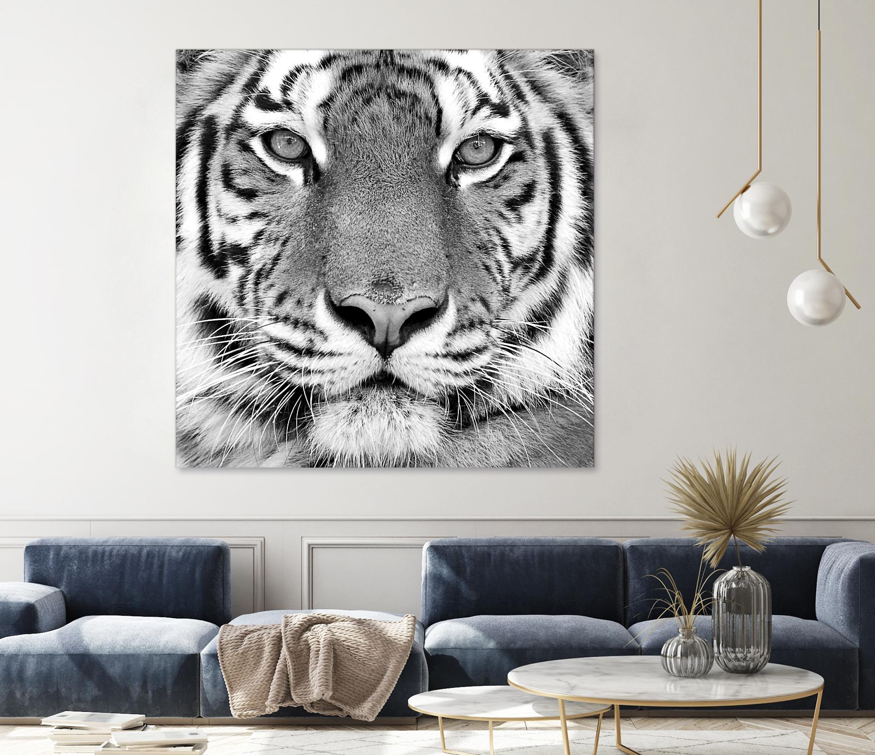 Tiger by PhotoINC Studio on GIANT ART - white animals