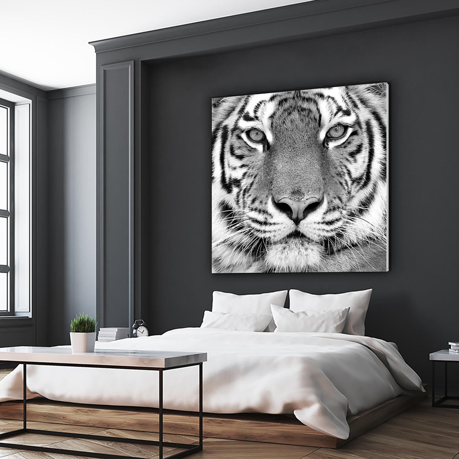 Tiger by PhotoINC Studio on GIANT ART - white animals