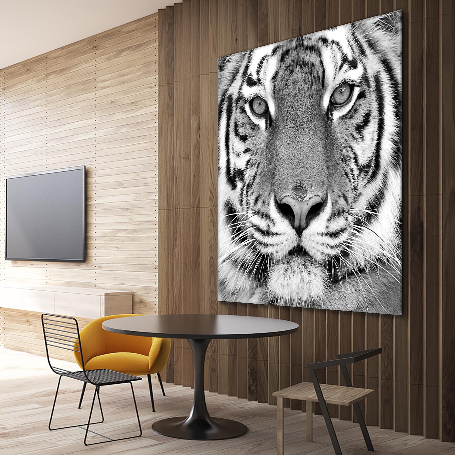 Tiger by PhotoINC Studio on GIANT ART - white animals