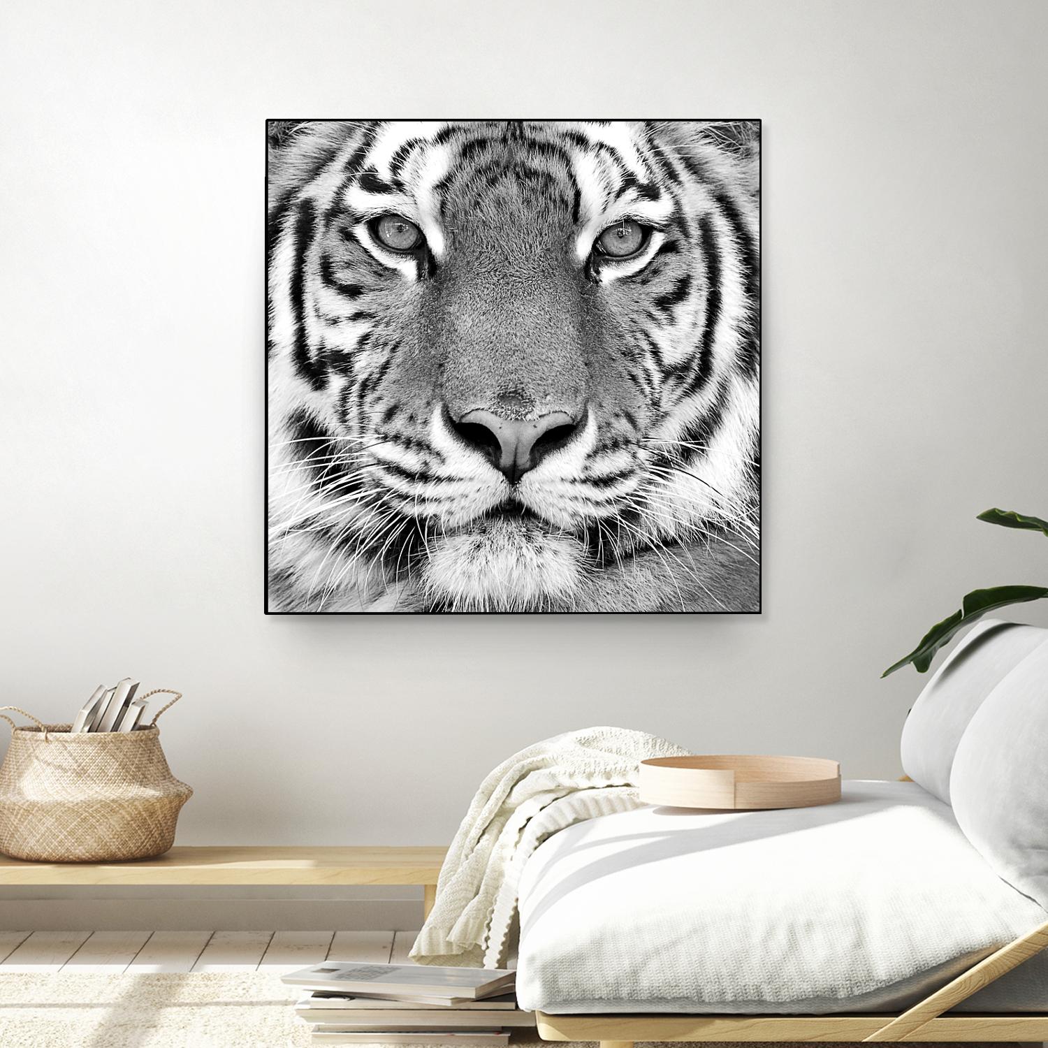 Tiger by PhotoINC Studio on GIANT ART - white animals