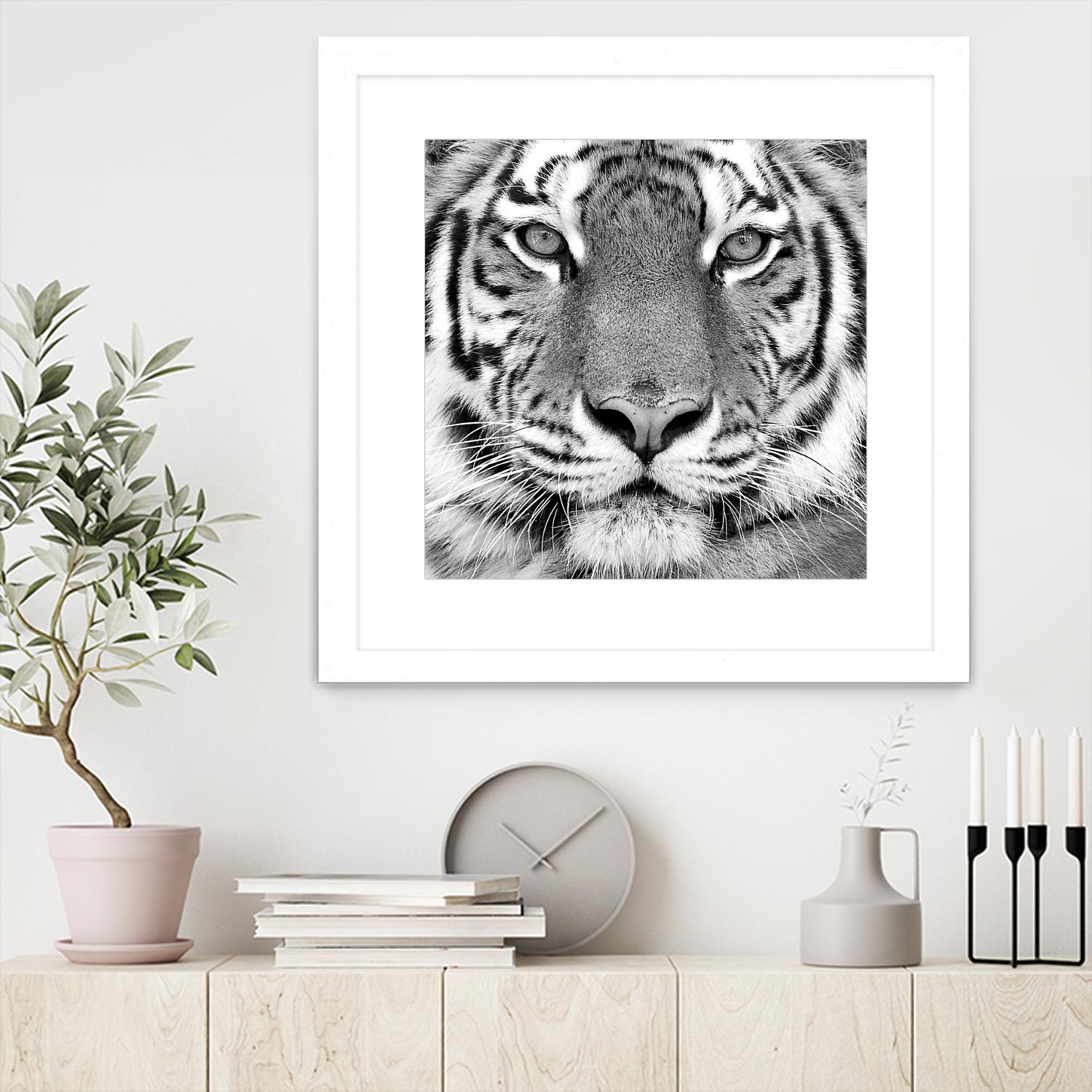 Tiger by PhotoINC Studio on GIANT ART - white animals