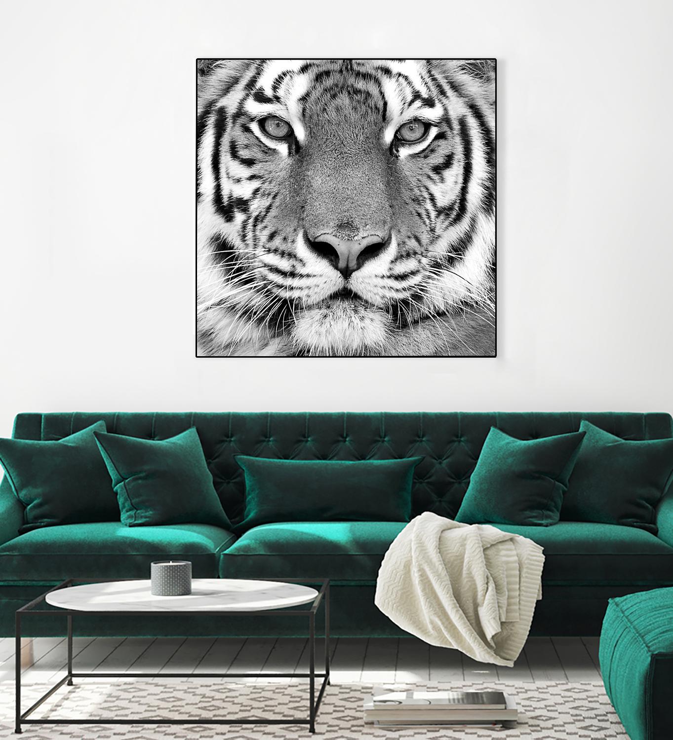 Tiger by PhotoINC Studio on GIANT ART - white animals