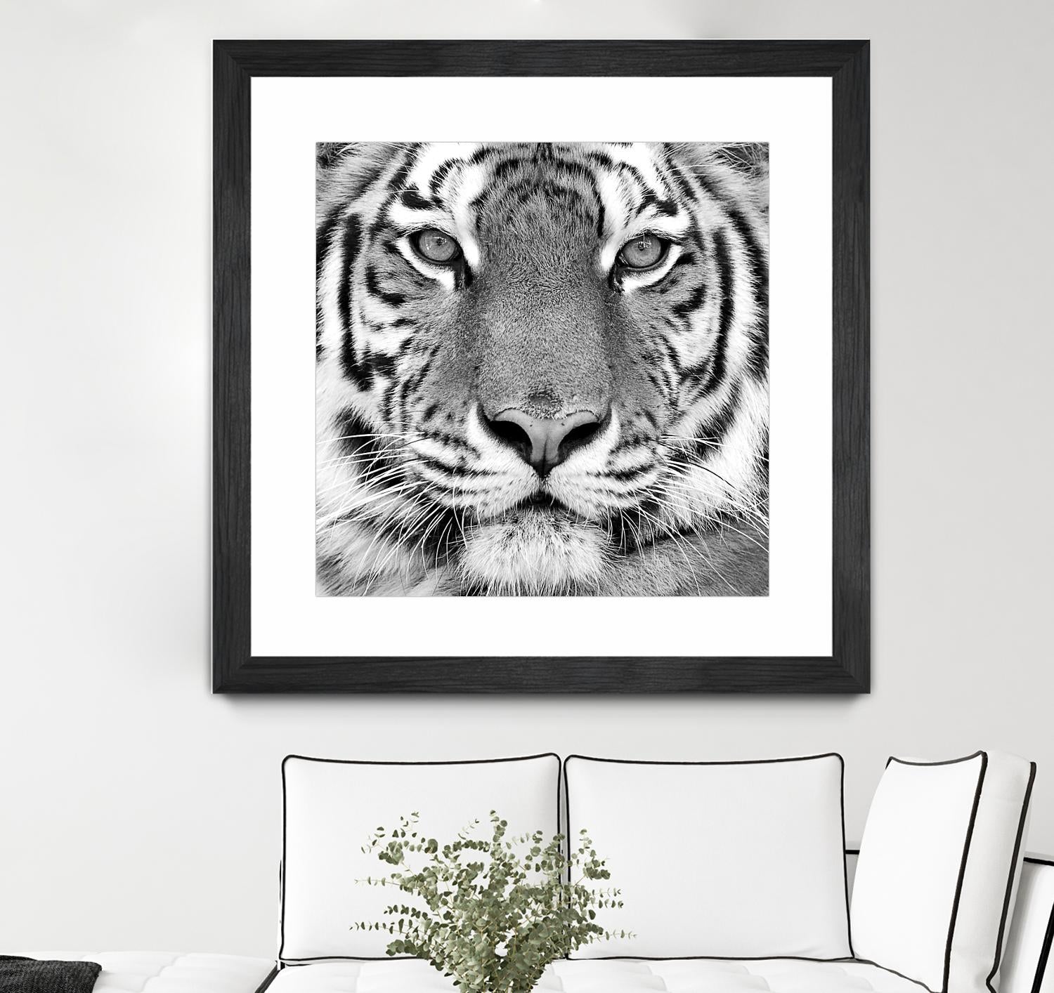Tiger by PhotoINC Studio on GIANT ART - white animals