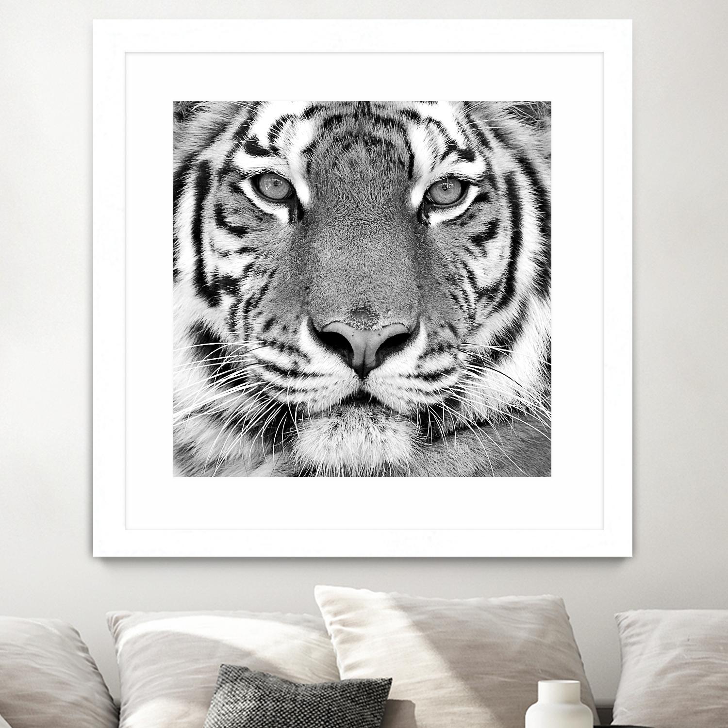 Tiger by PhotoINC Studio on GIANT ART - white animals