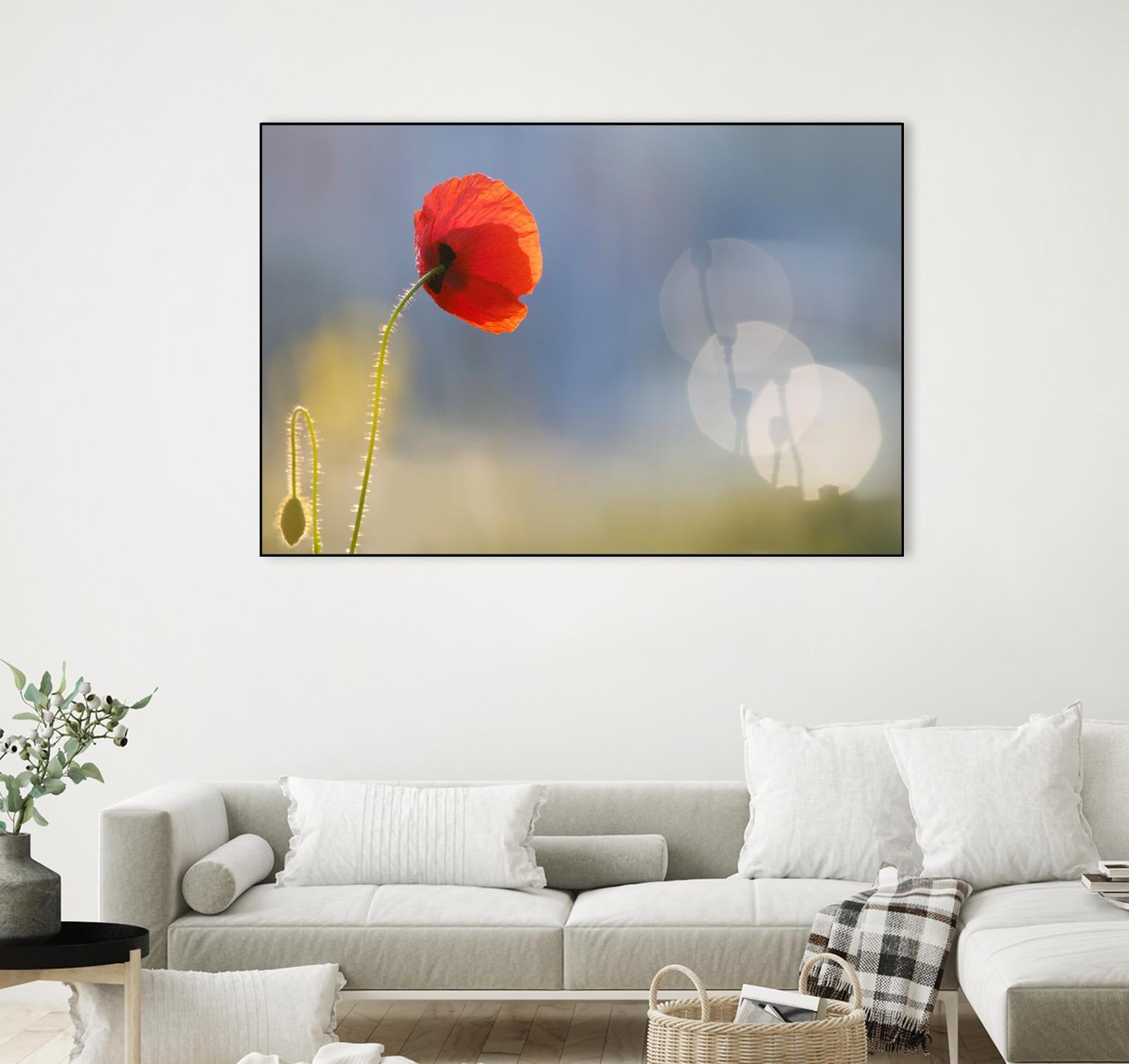 Echoes by Roeselien Raimond on GIANT ART - multicolor photography; floral/still life; landscapes