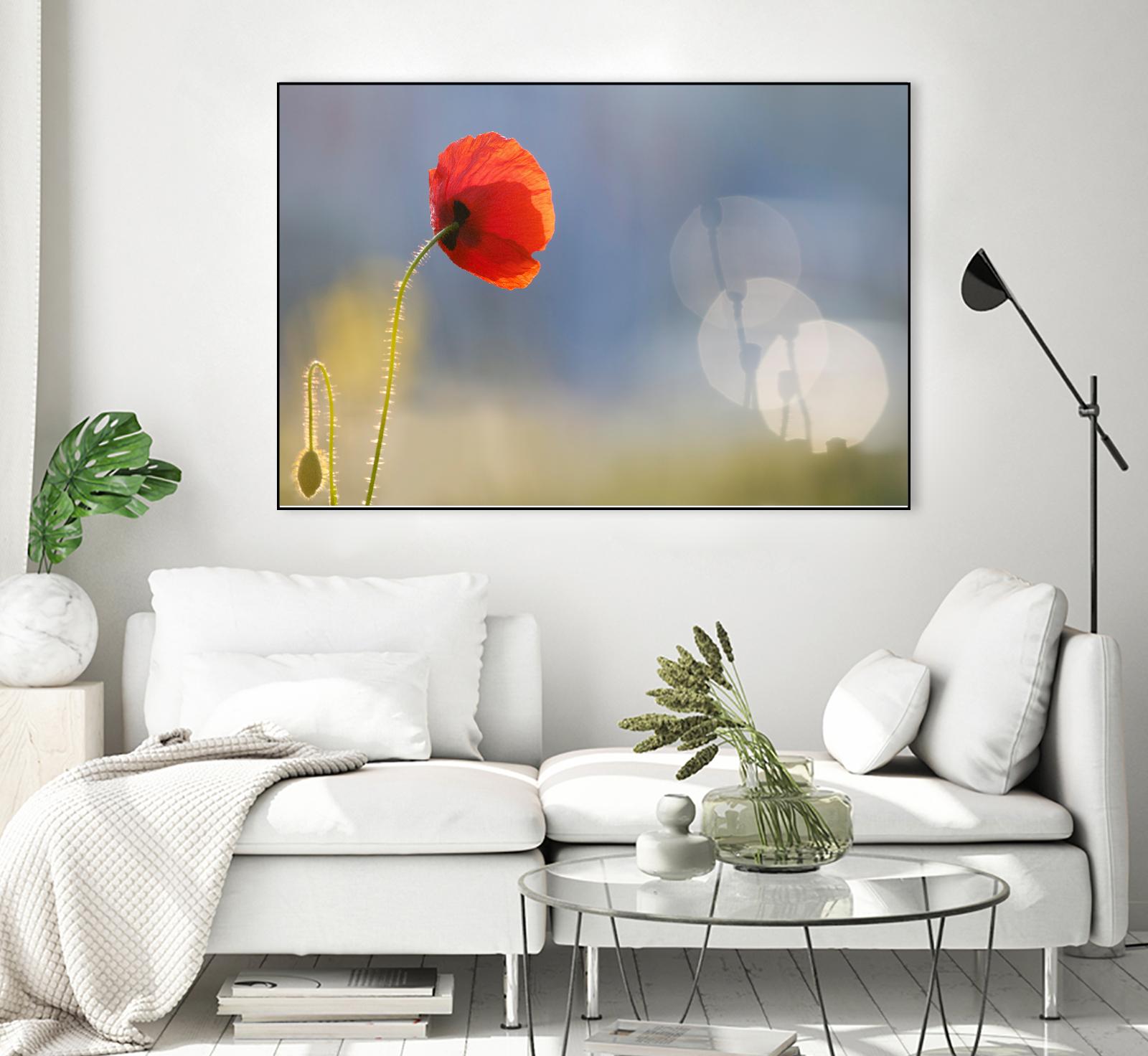 Echoes by Roeselien Raimond on GIANT ART - multicolor photography; floral/still life; landscapes