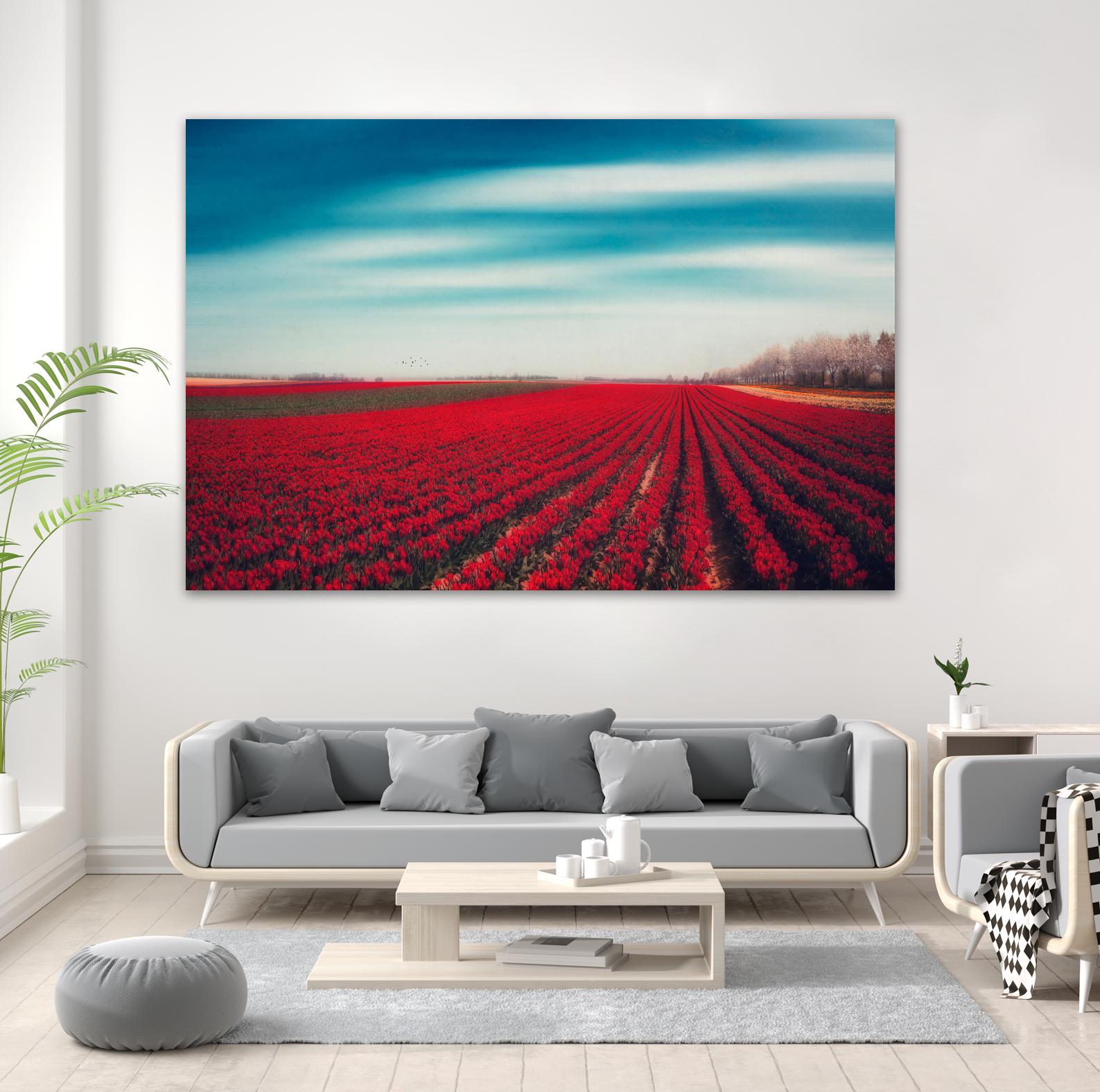 Tulips by Dirk Wuestenhagen on GIANT ART - multicolor photography; landscapes