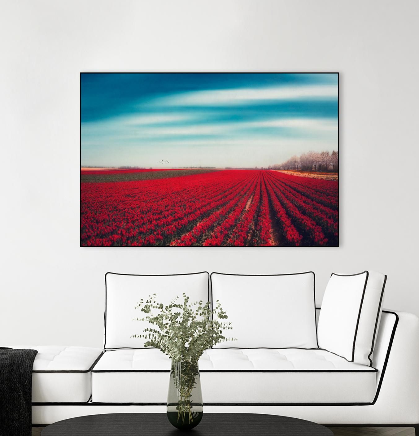 Tulips by Dirk Wuestenhagen on GIANT ART - multicolor photography; landscapes
